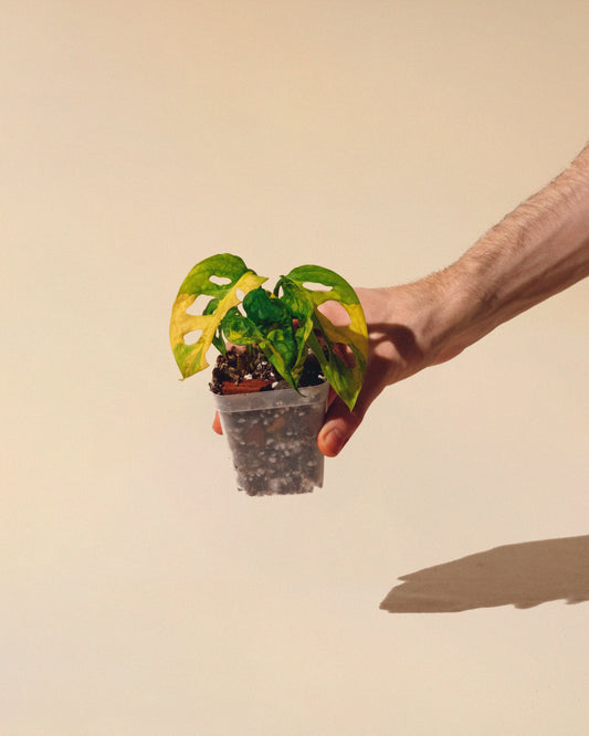 MONSTERA ADANSONII AUREA MINI