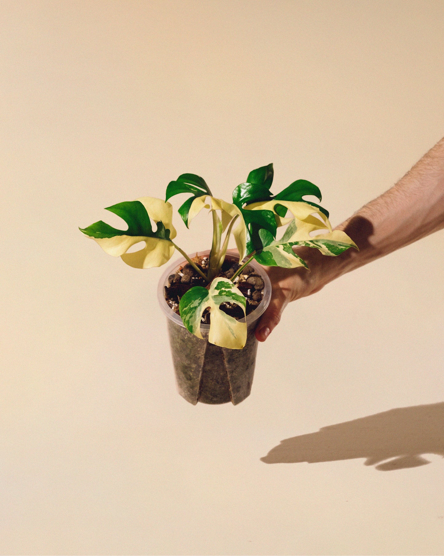 RHAPHIDOPHORA TETRASPERMA ALBO VARIEGATA