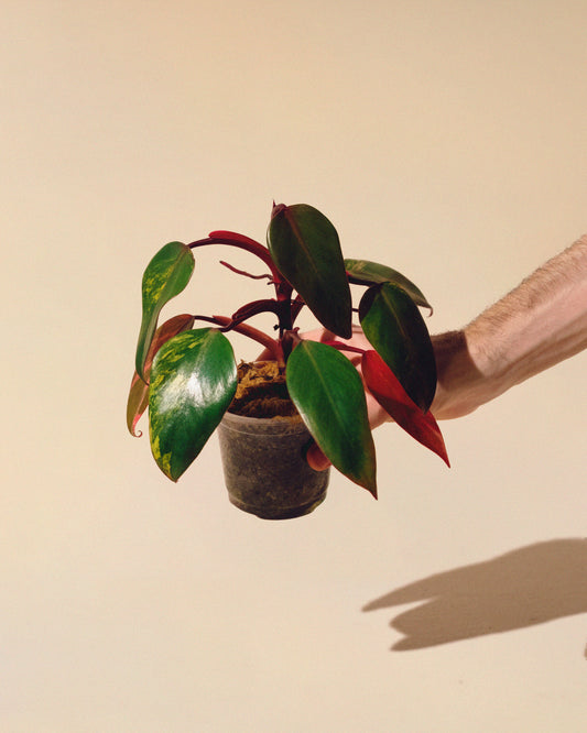 PHILODENDRON STRAWBERRY SHAKE BABY 02