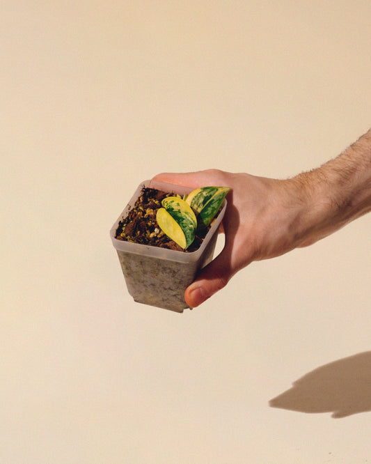 SCINDAPSUS APOLAKI 01