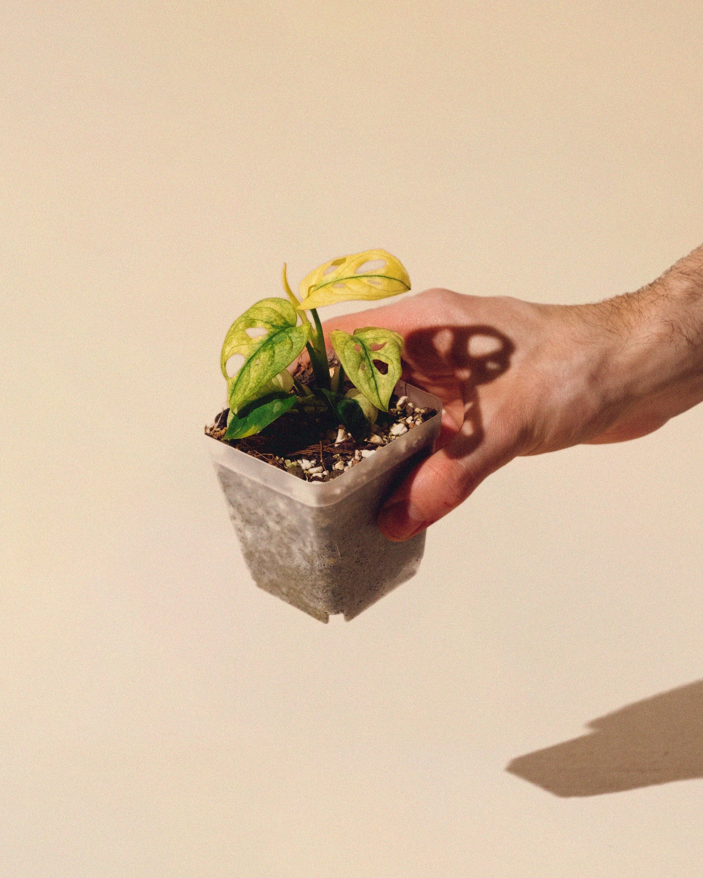 MONSTERA ADANSONII ALBO MINI 01