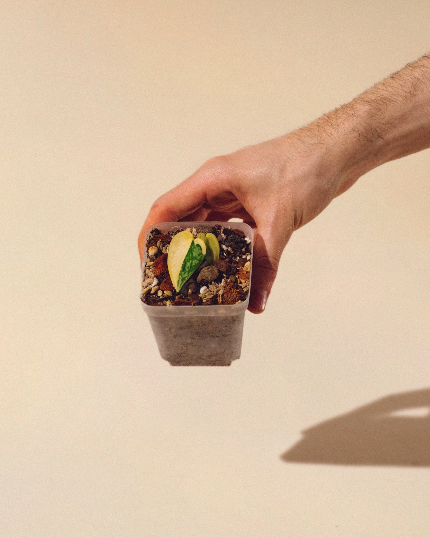 SCINDAPSUS APOLAKI 02