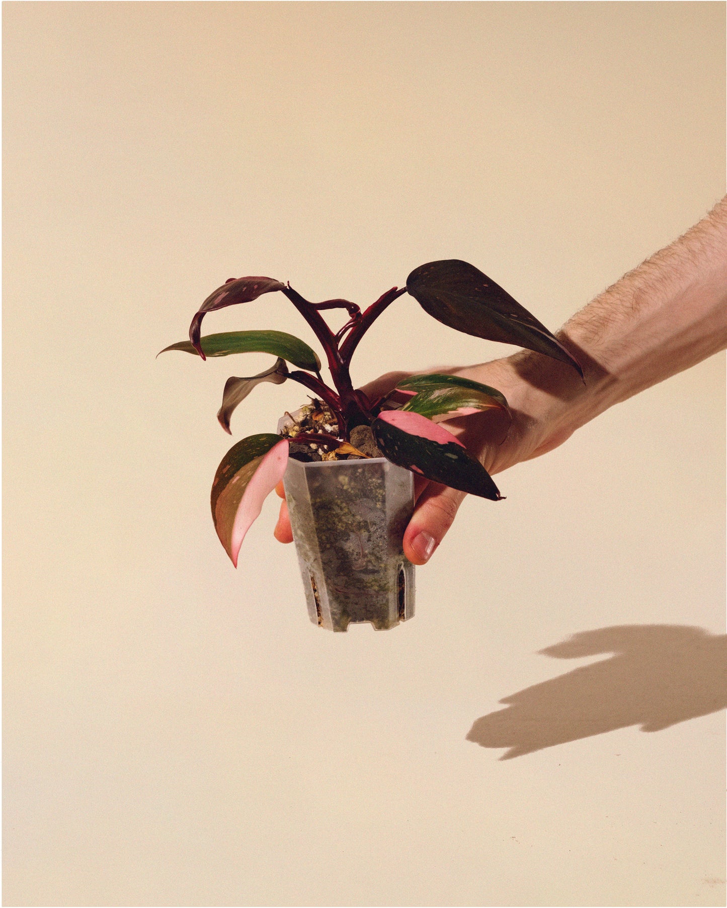 PHILODENDRON PINK PRINCESS MARBLE MINI 01