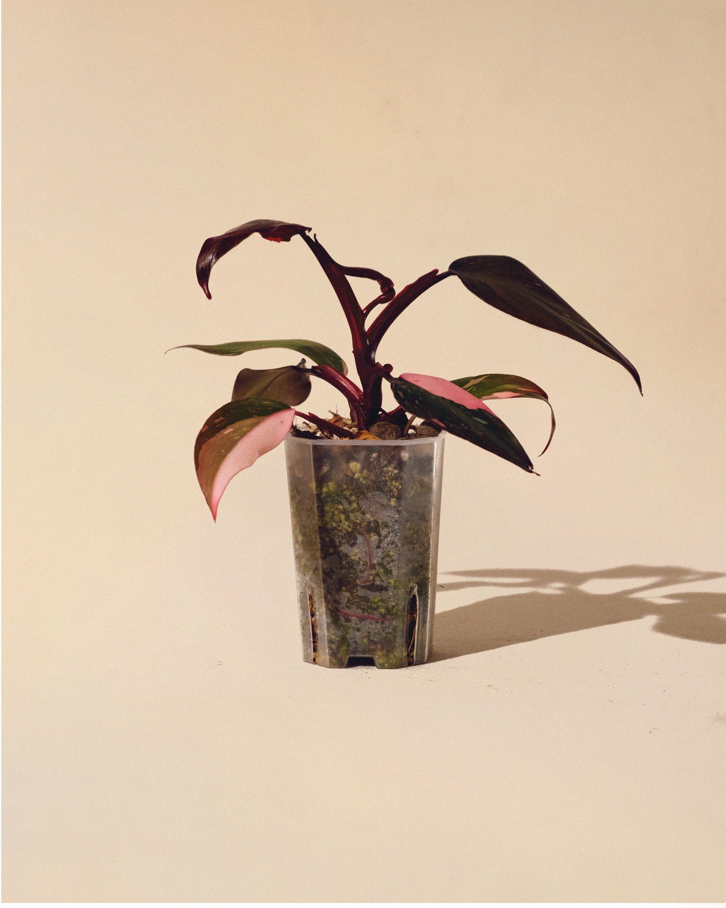 PHILODENDRON PINK PRINCESS MARBLE MINI 01