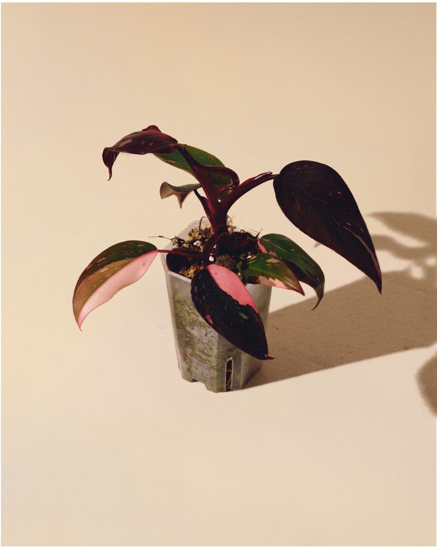 PHILODENDRON PINK PRINCESS MARBLE MINI 01