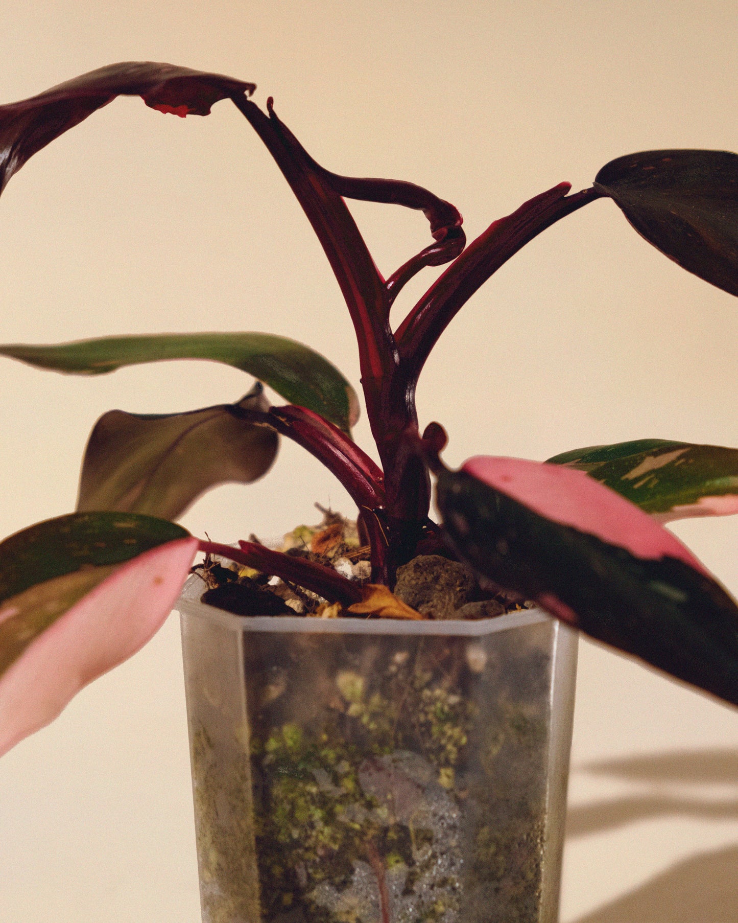 PHILODENDRON PINK PRINCESS MARBLE MINI 01