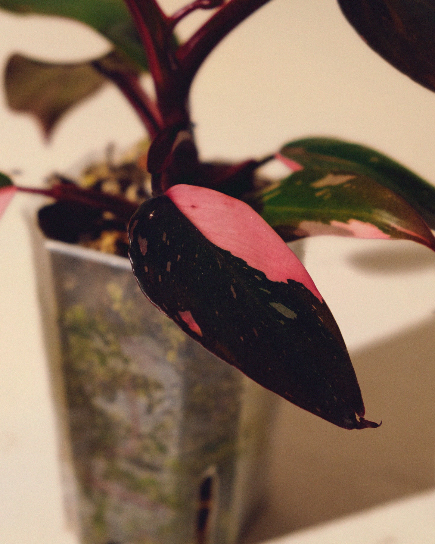PHILODENDRON PINK PRINCESS MARBLE MINI 01