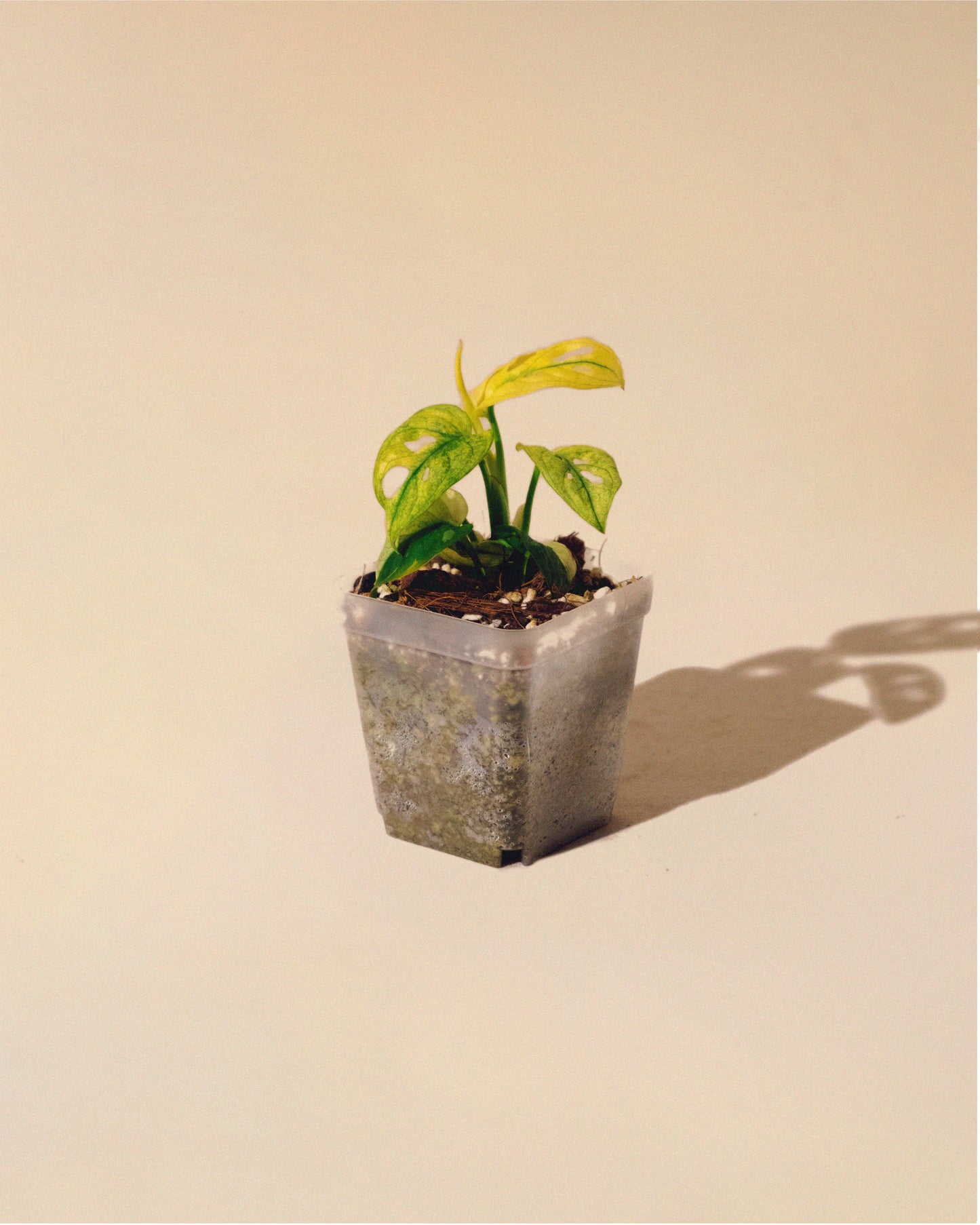 MONSTERA ADANSONII ALBO MINI 01