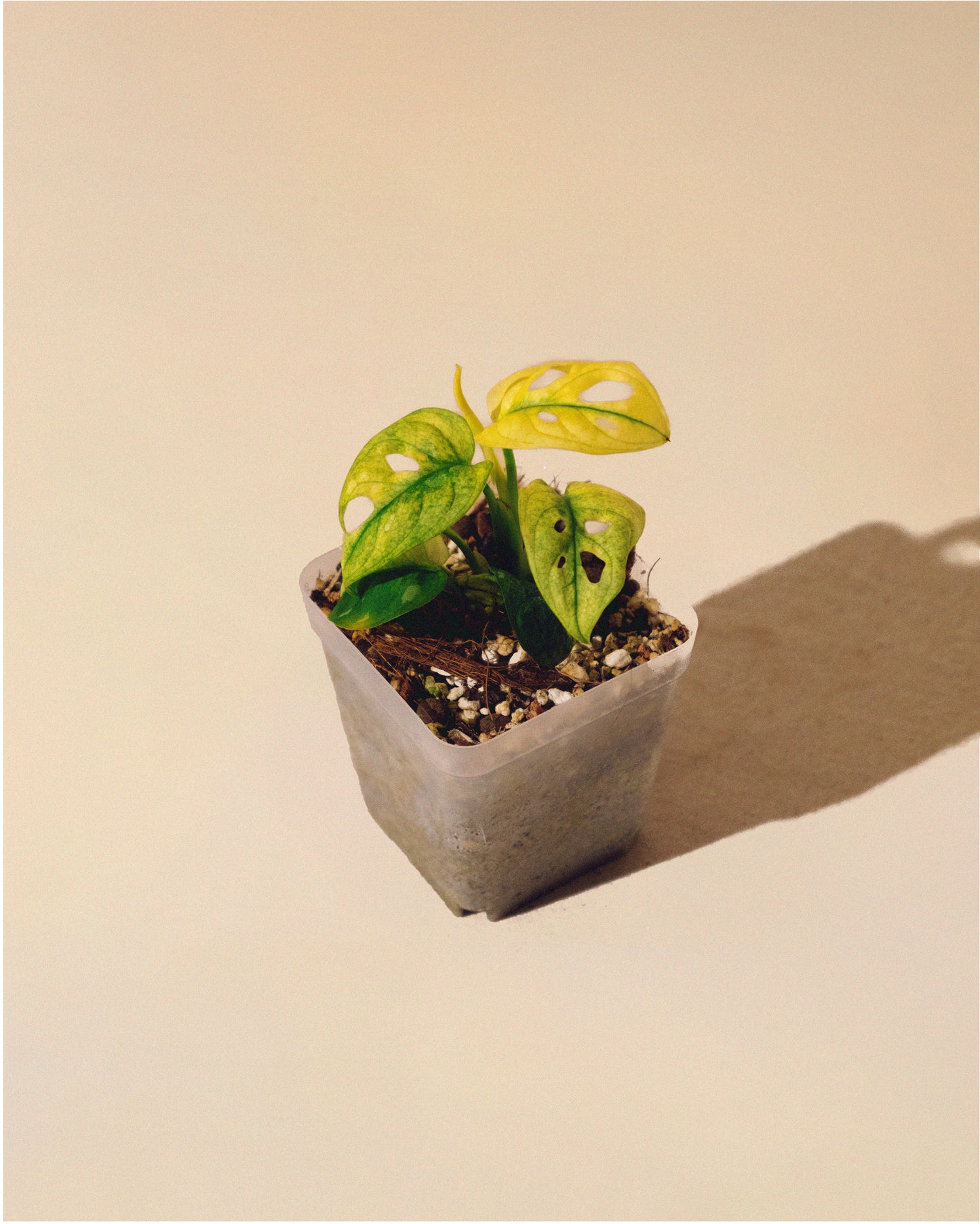 MONSTERA ADANSONII ALBO MINI 01