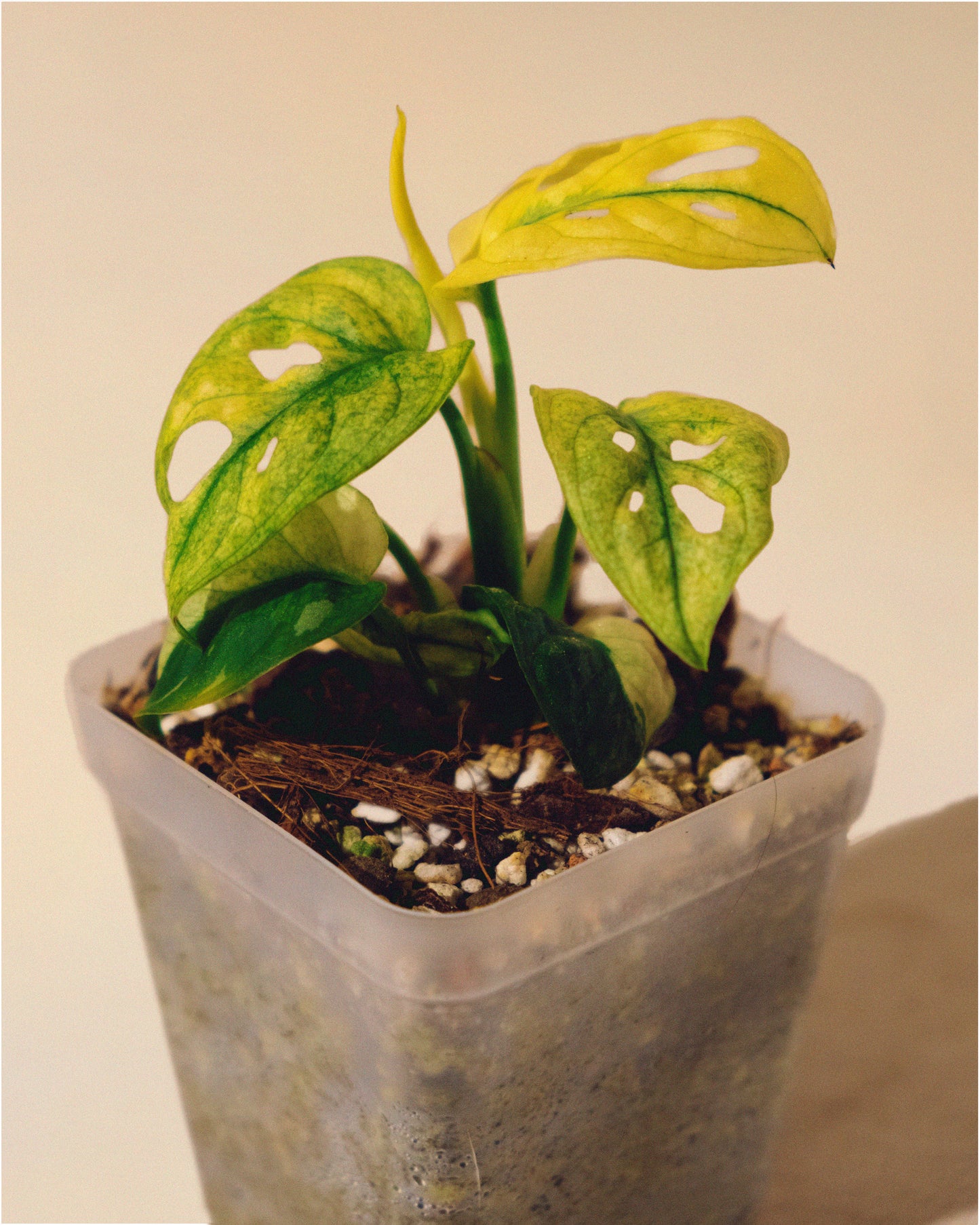 MONSTERA ADANSONII ALBO MINI 01