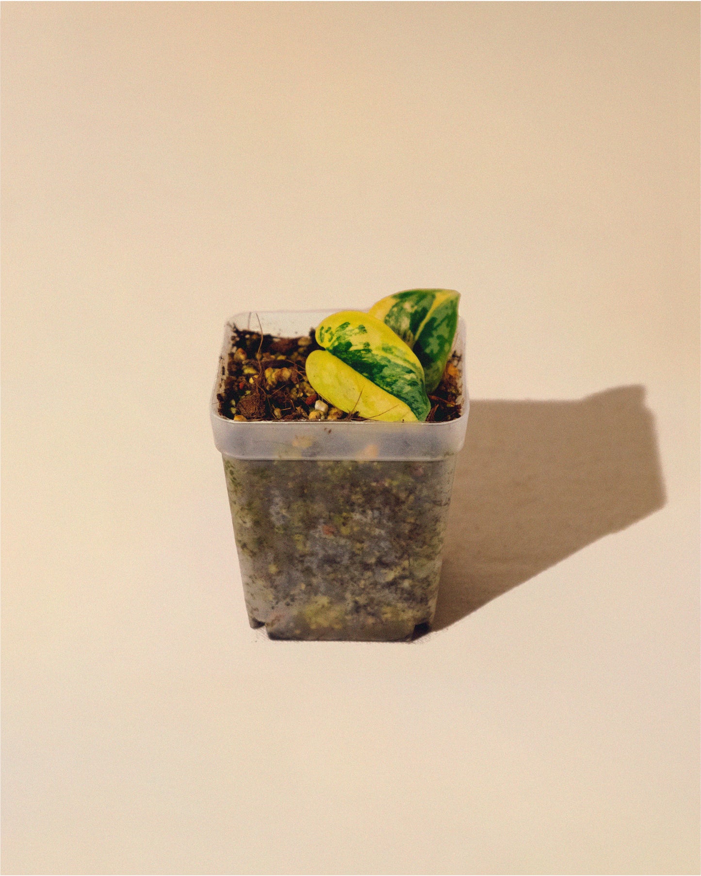 SCINDAPSUS APOLAKI 01