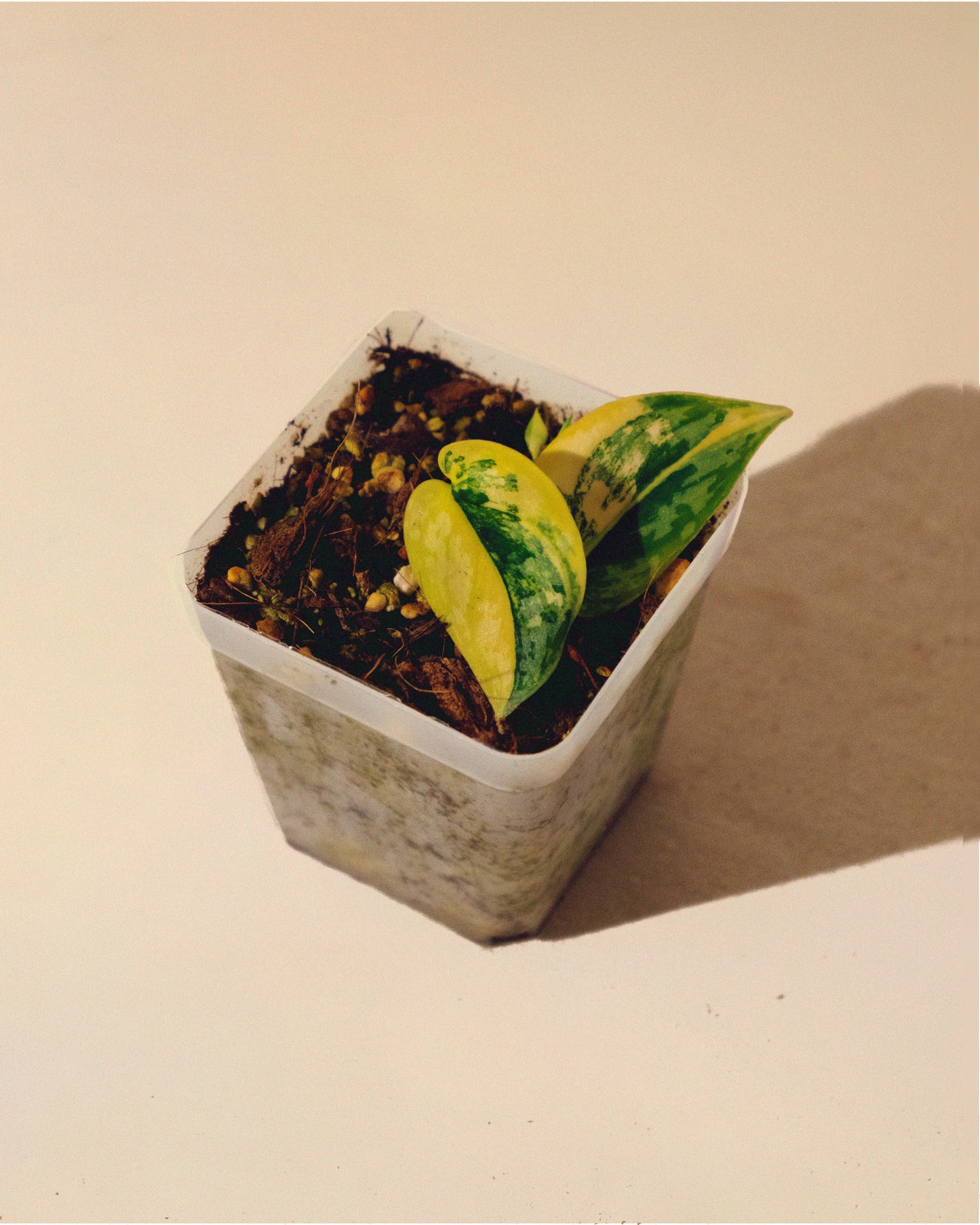 SCINDAPSUS APOLAKI 01