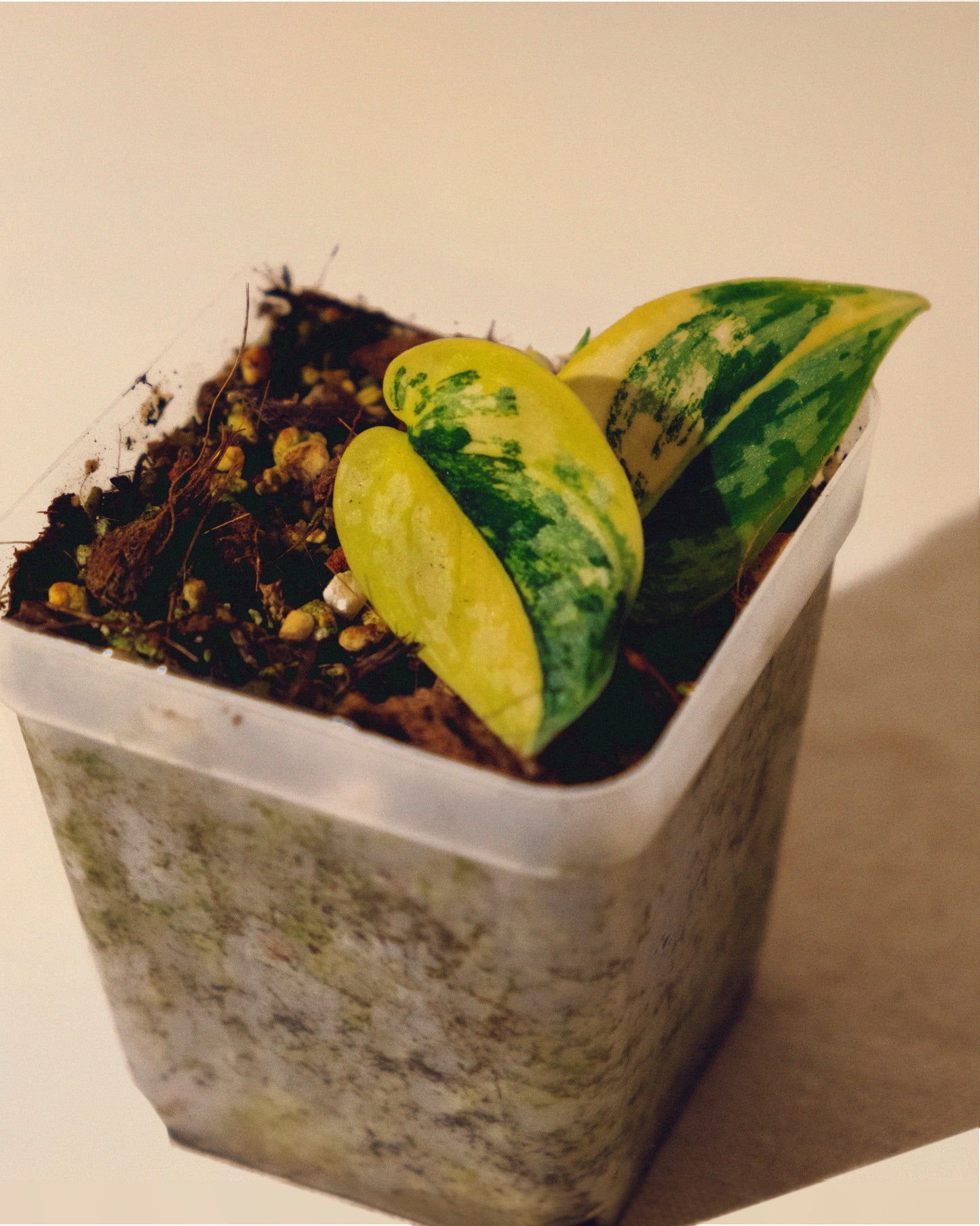 SCINDAPSUS APOLAKI 01