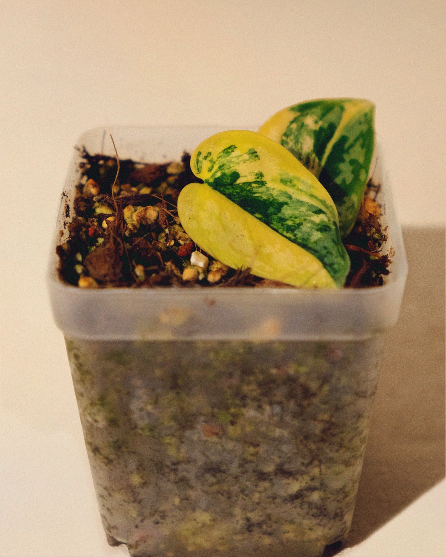 SCINDAPSUS APOLAKI 01