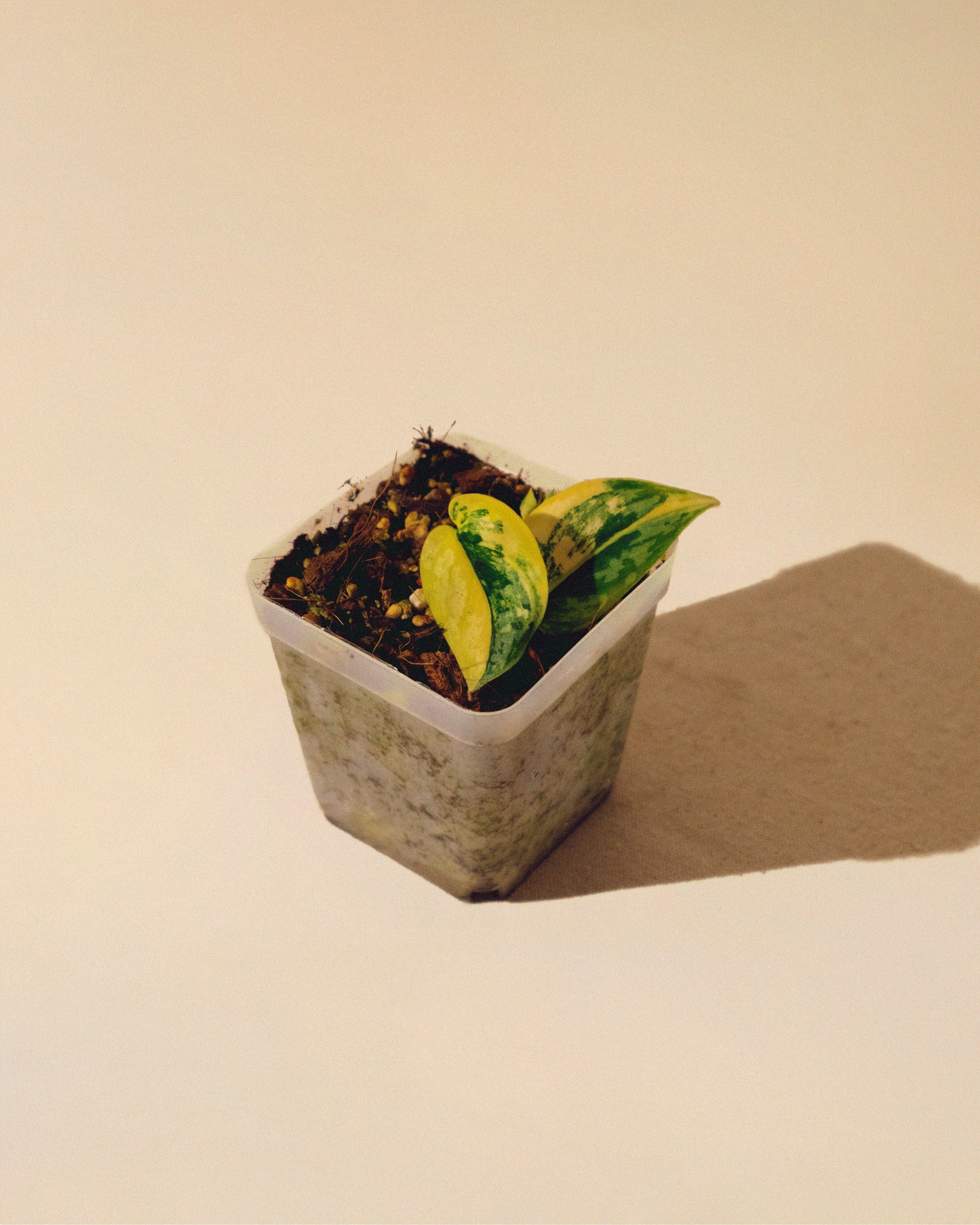 SCINDAPSUS APOLAKI 01