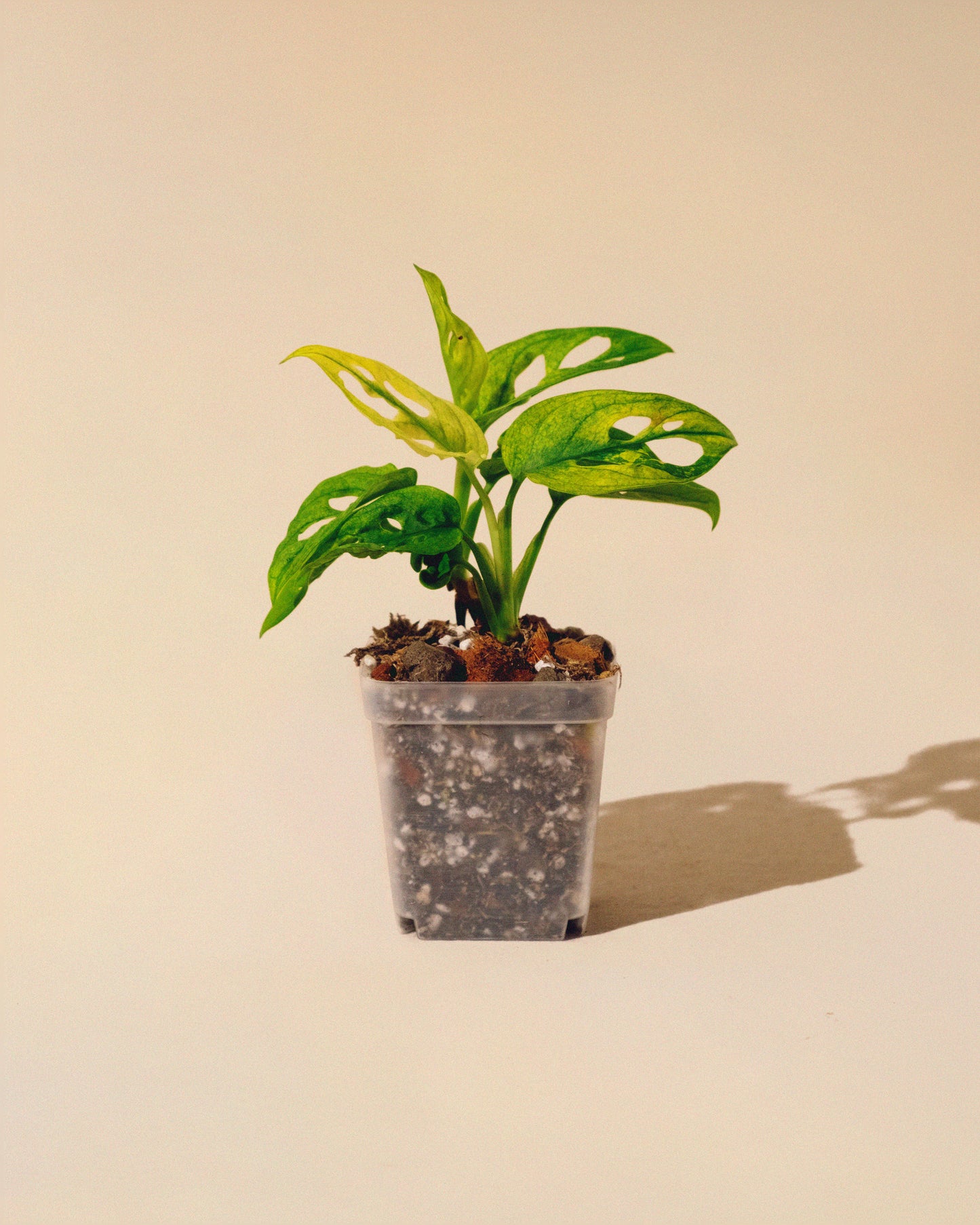 MONSTERA ADANSONII ALBO MINI 02