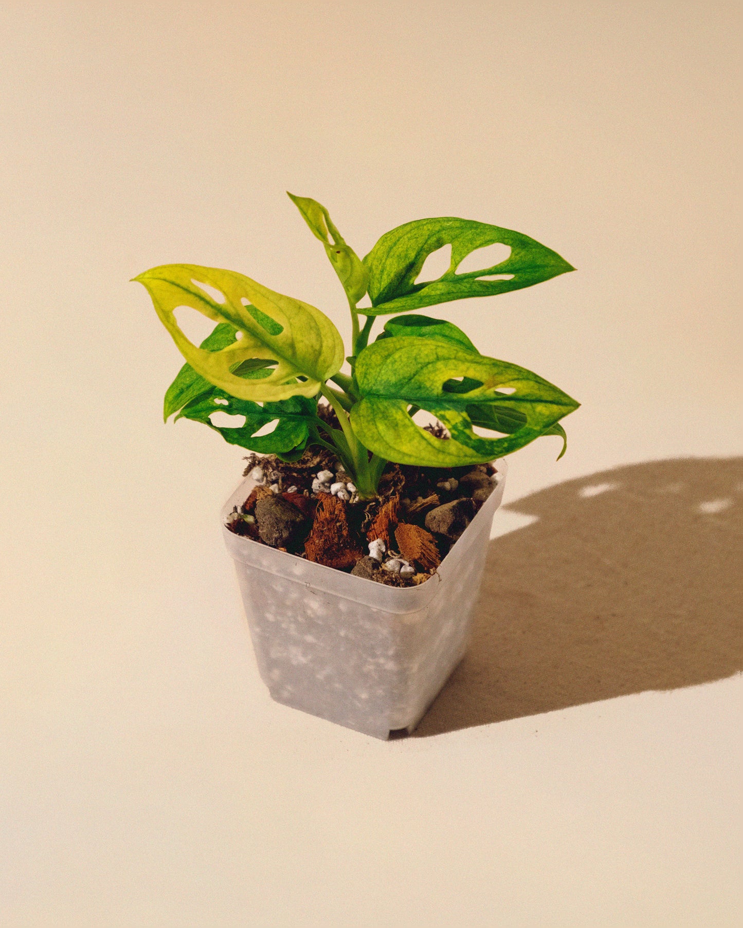 MONSTERA ADANSONII ALBO MINI 02