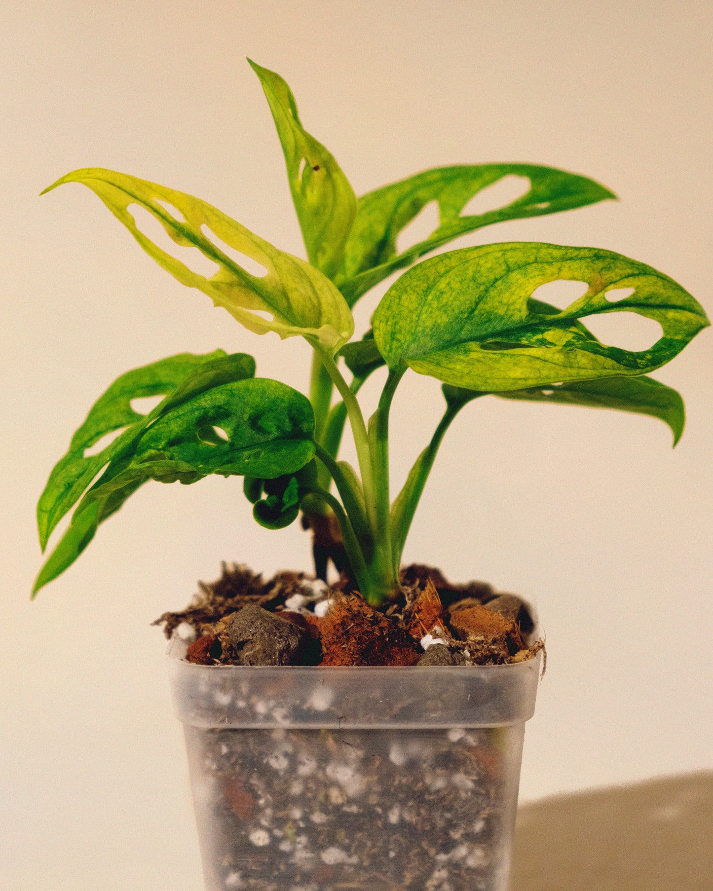 MONSTERA ADANSONII ALBO MINI 02