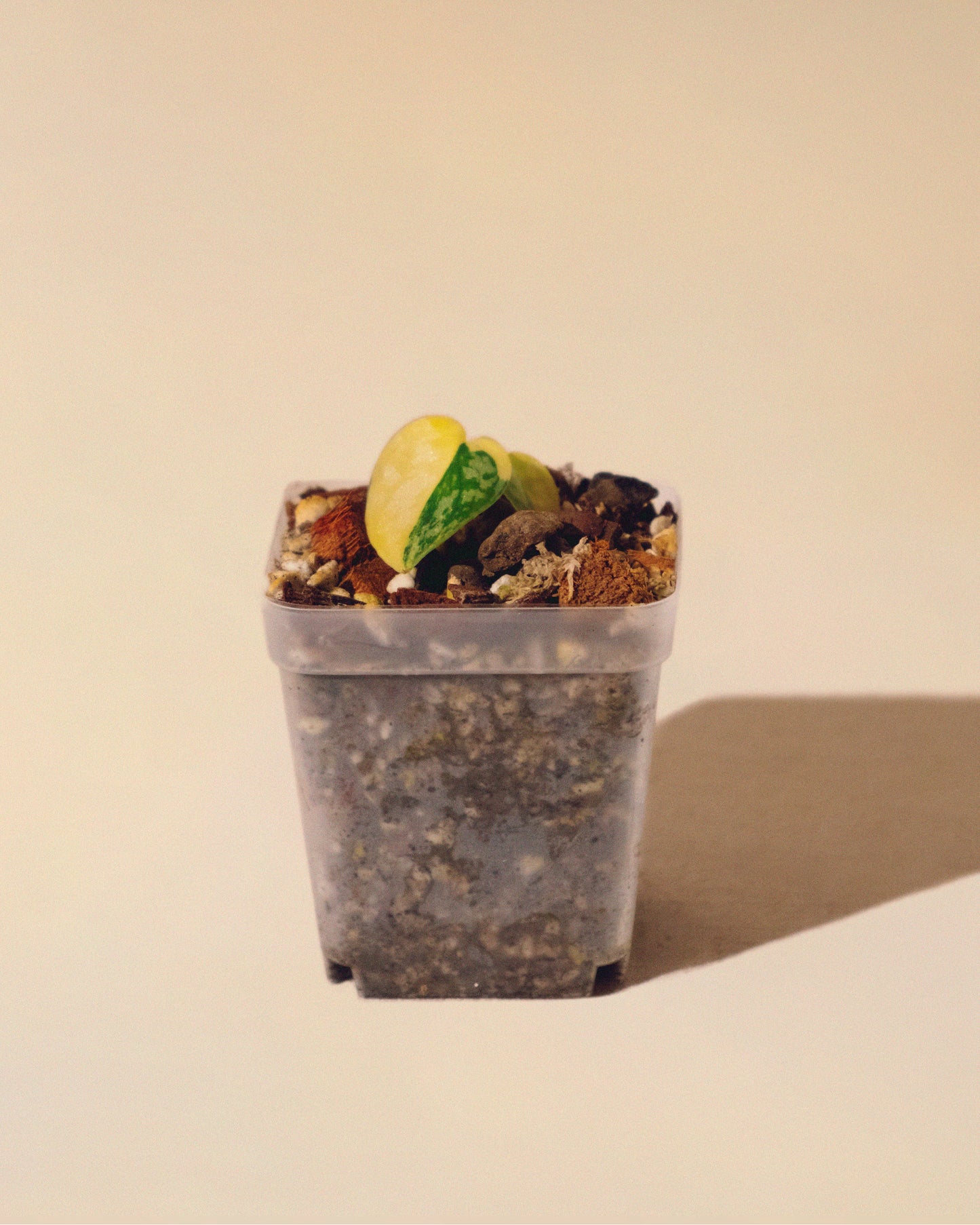 SCINDAPSUS APOLAKI 02