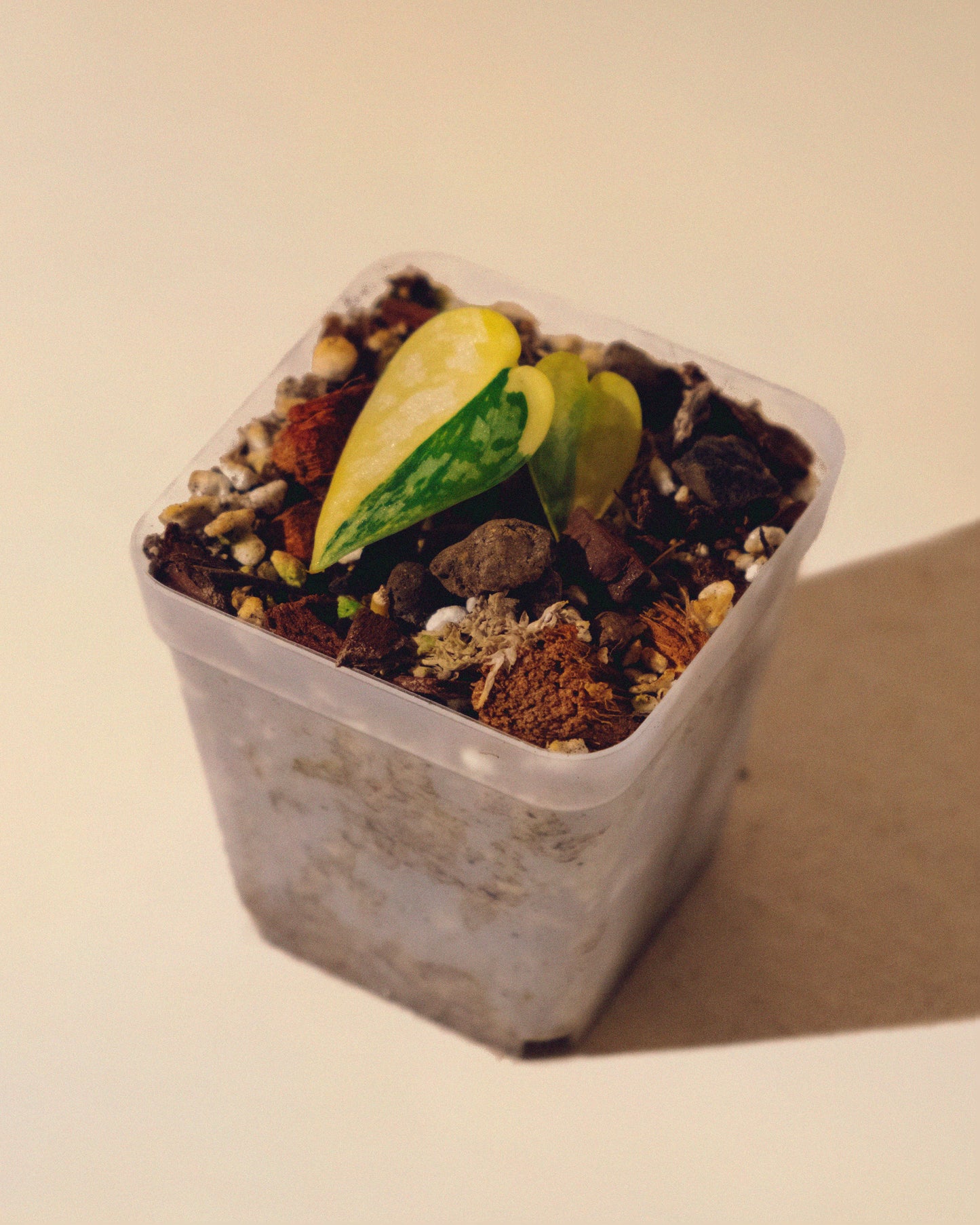 SCINDAPSUS APOLAKI 02