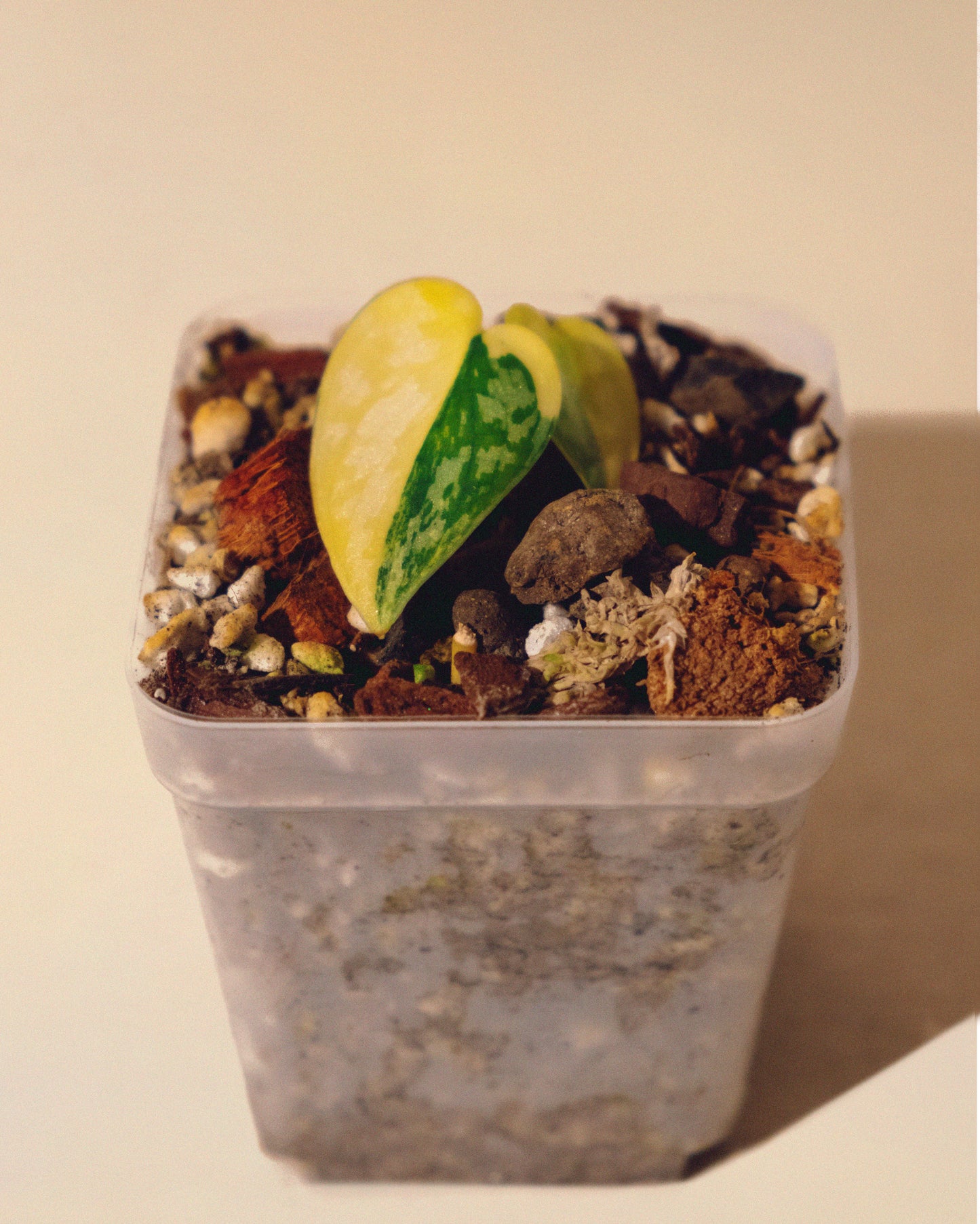 SCINDAPSUS APOLAKI 02