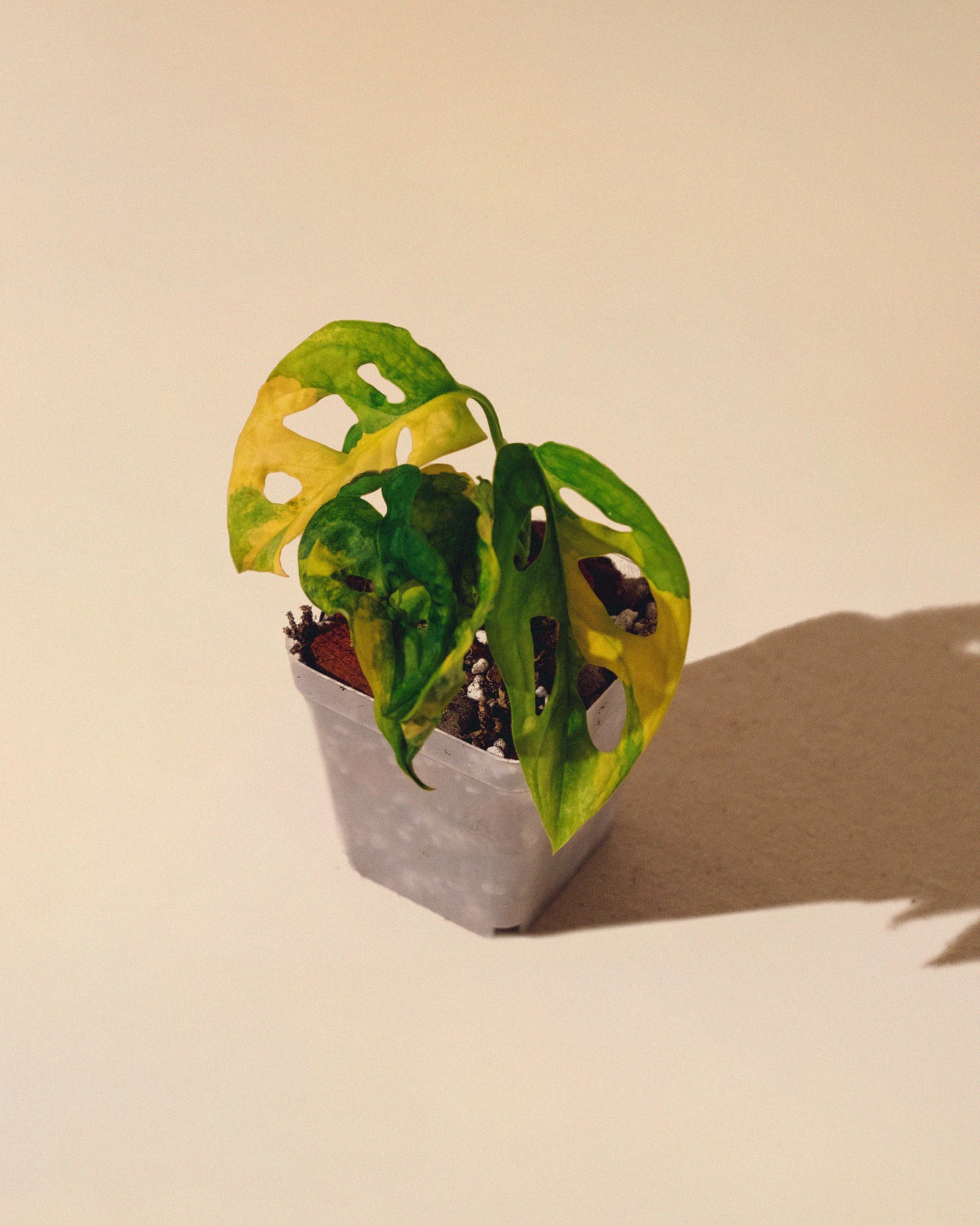 MONSTERA ADANSONII AUREA MINI