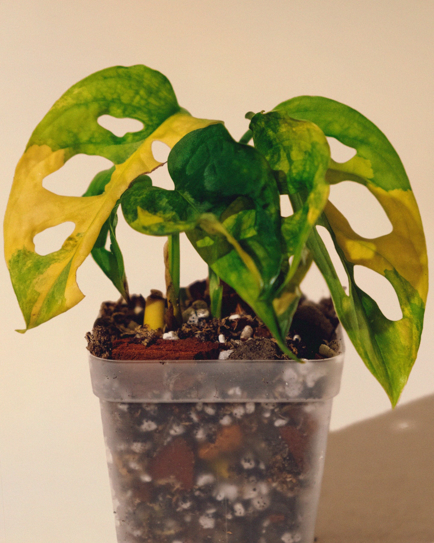 MONSTERA ADANSONII AUREA MINI