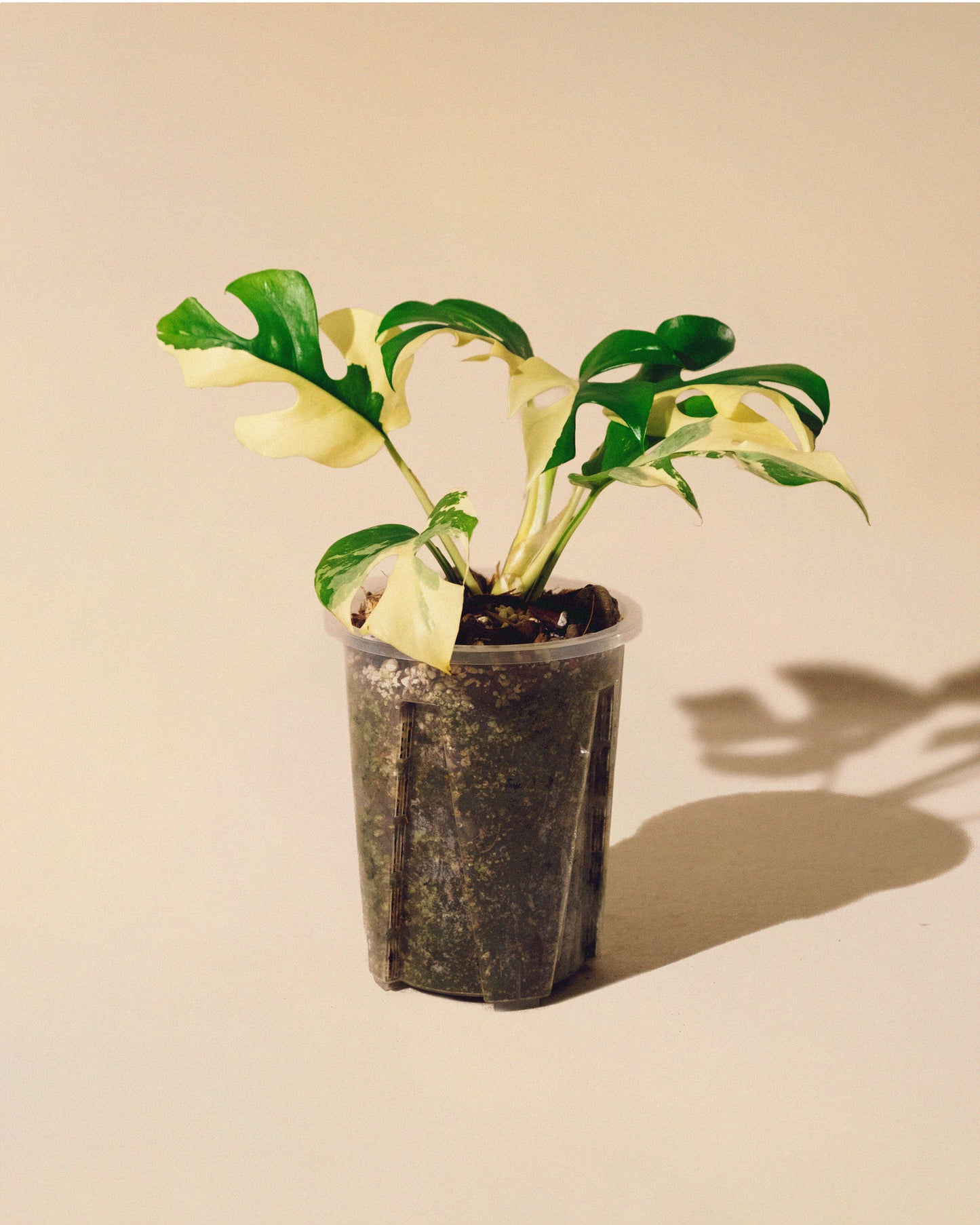 RHAPHIDOPHORA TETRASPERMA ALBO VARIEGATA