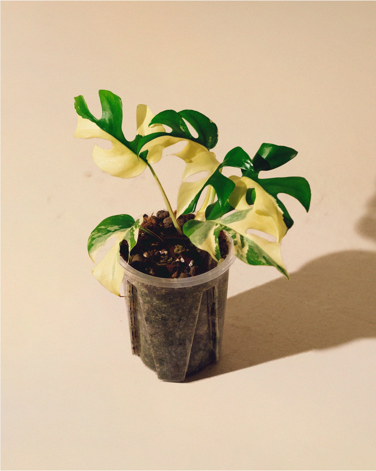 RHAPHIDOPHORA TETRASPERMA ALBO VARIEGATA