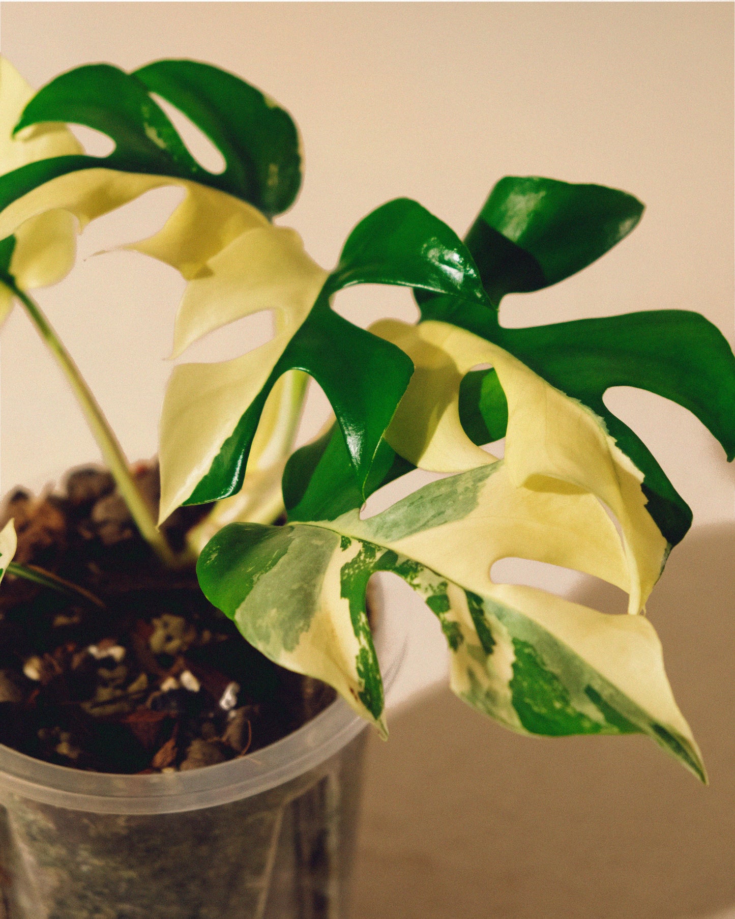 RHAPHIDOPHORA TETRASPERMA ALBO VARIEGATA