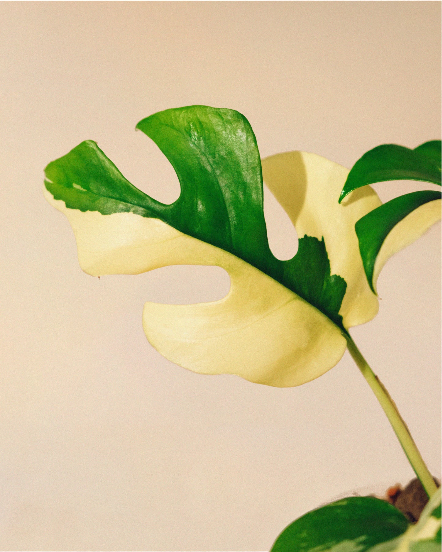 RHAPHIDOPHORA TETRASPERMA ALBO VARIEGATA