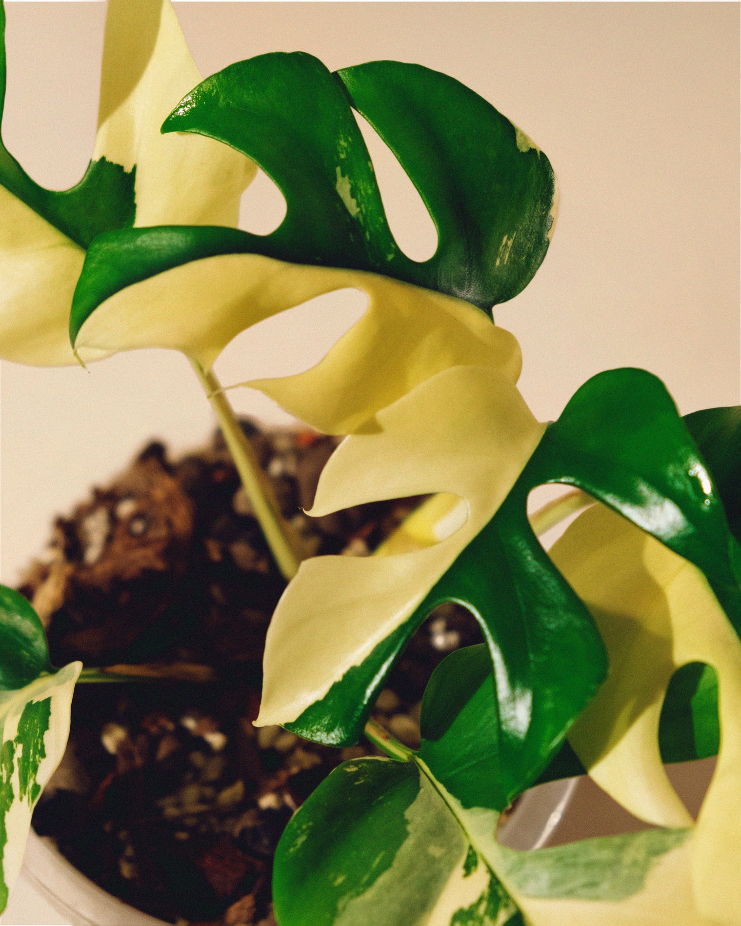 RHAPHIDOPHORA TETRASPERMA ALBO VARIEGATA