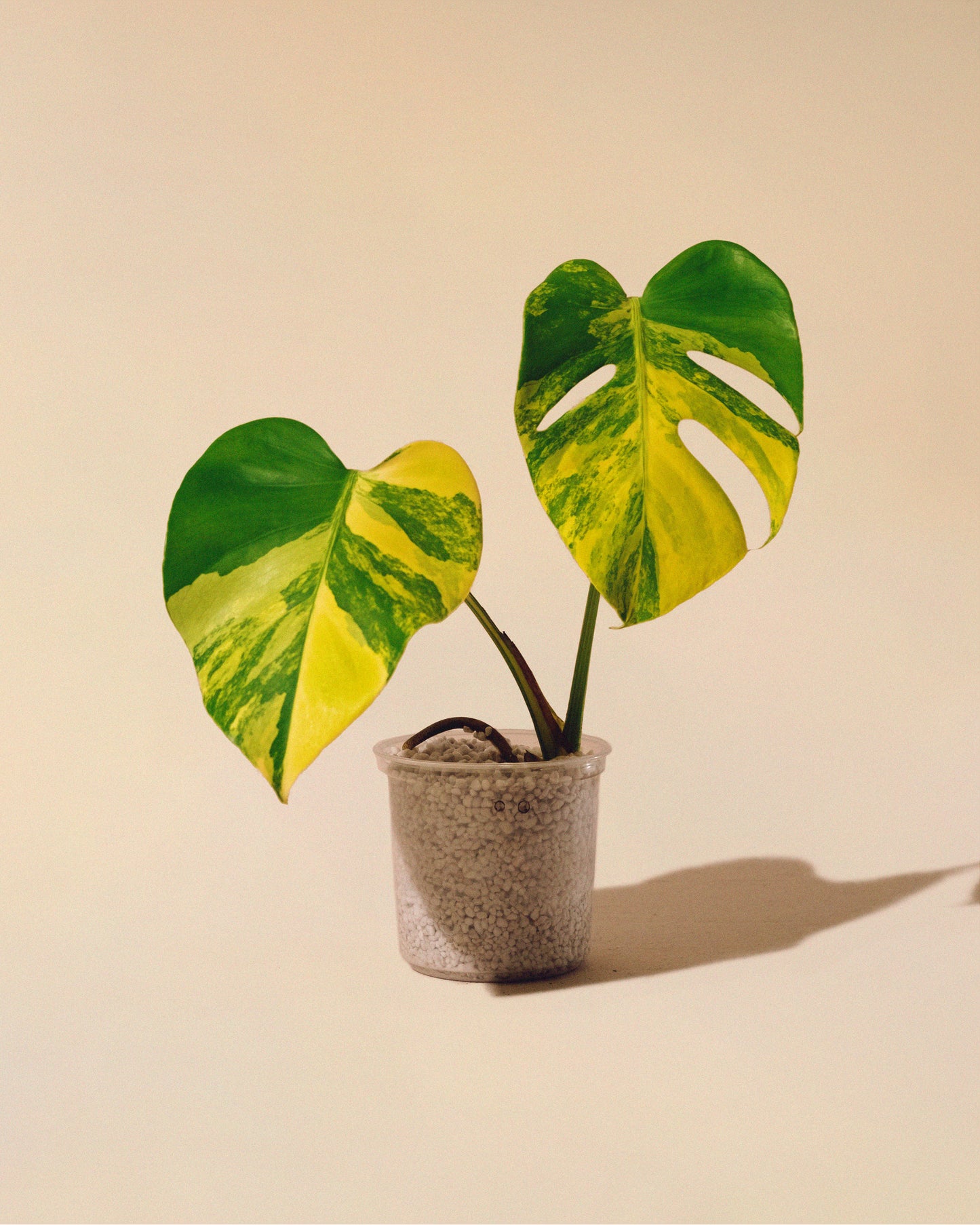 MONSTERA YELLOW MARILYN