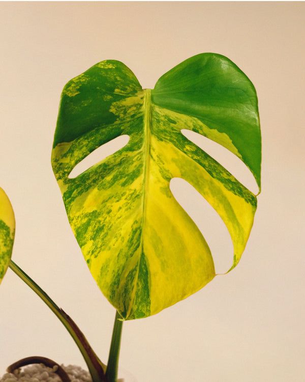 monstera yellow marilyn Monstera Yellow Marilyn