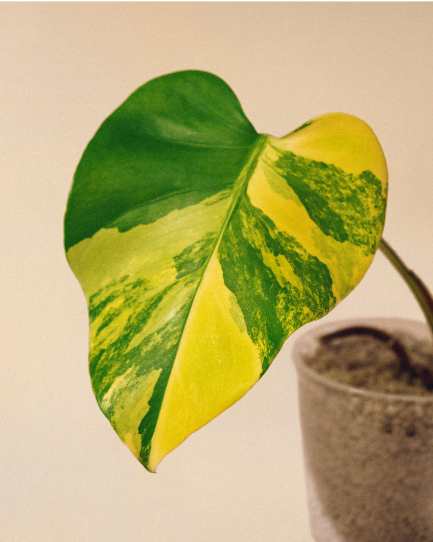 monstera deliciosa hoja amarilla Monstera Yellow Marilyn
