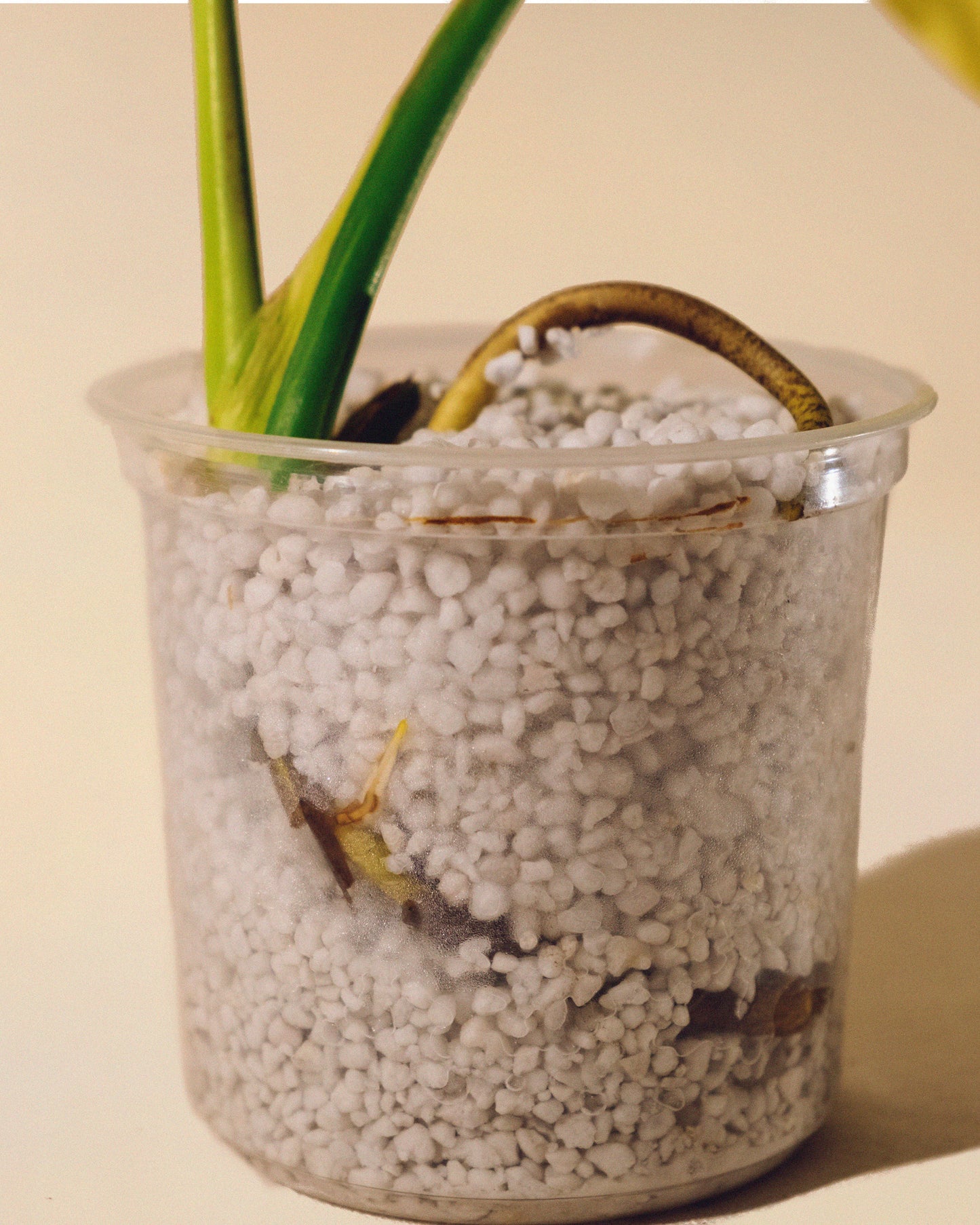 MONSTERA YELLOW MARILYN