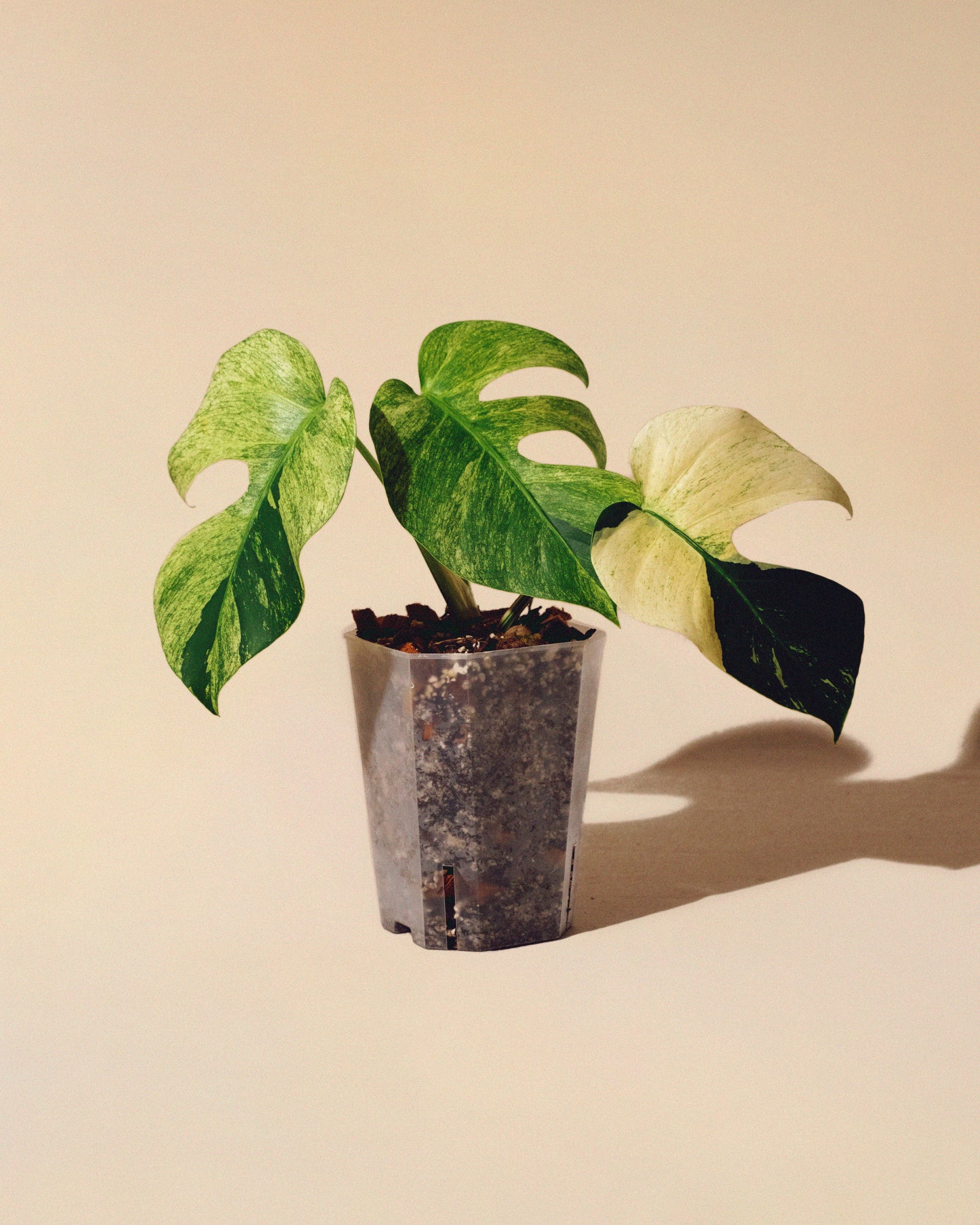 MONSTERA JUNGLE MINT INTERMEDIATE FORM