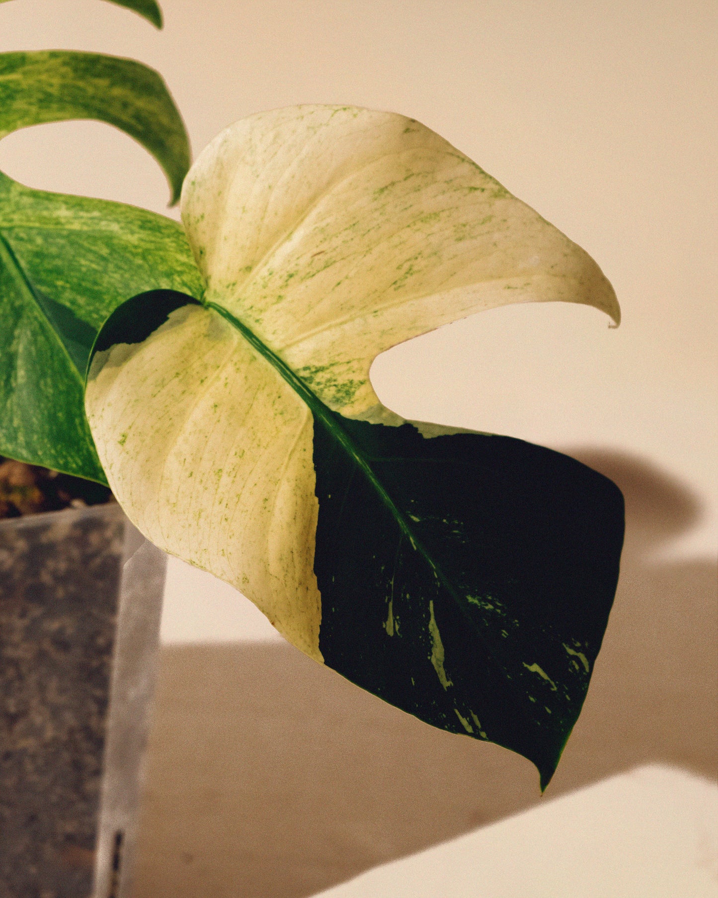 MONSTERA JUNGLE MINT INTERMEDIATE FORM