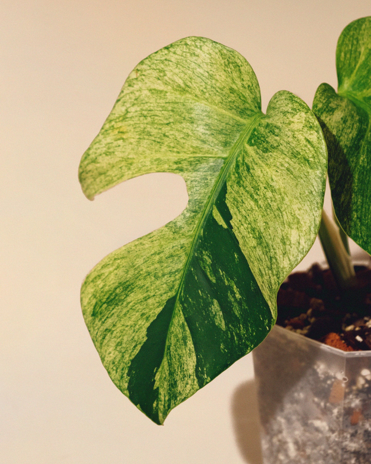 MONSTERA JUNGLE MINT INTERMEDIATE FORM