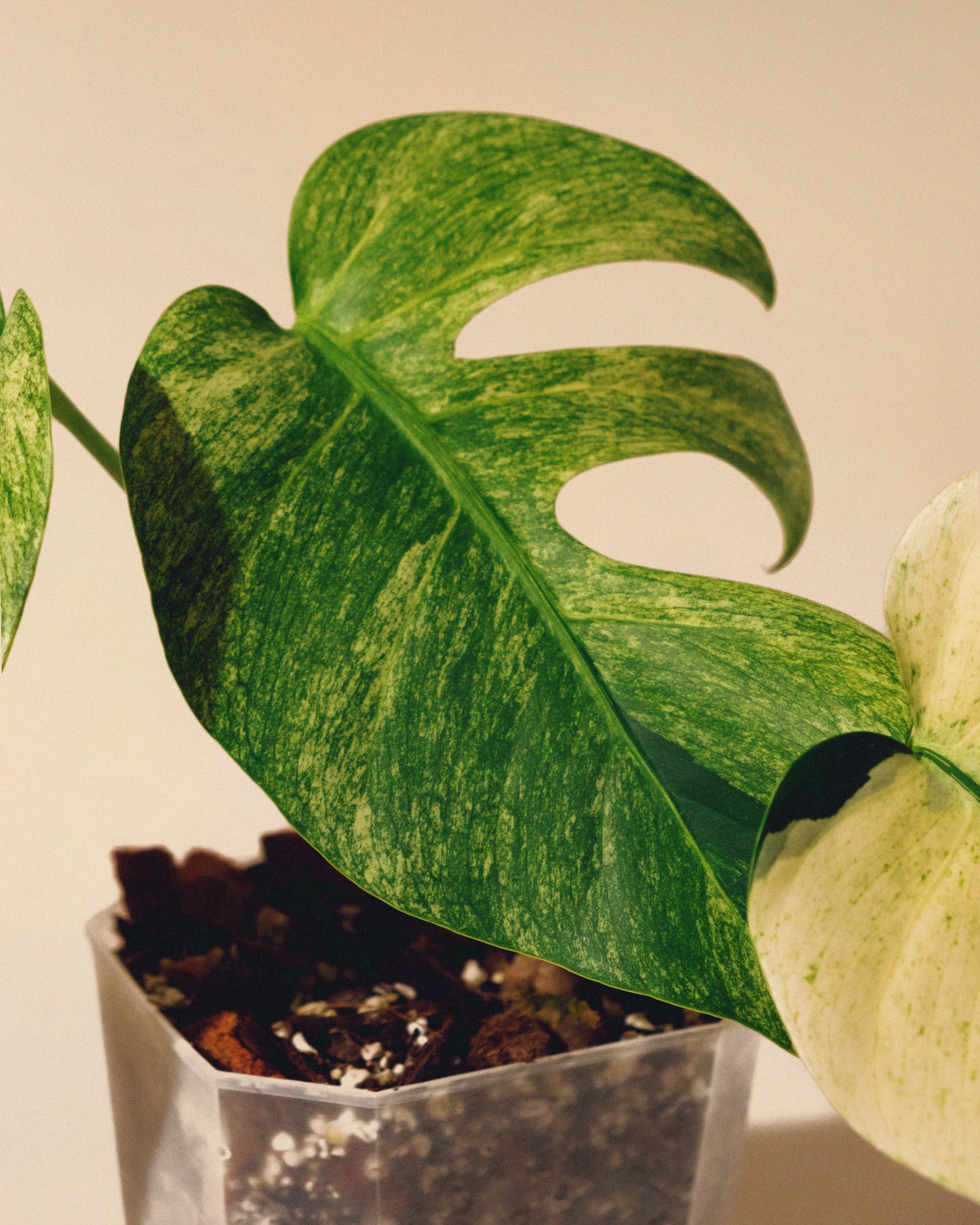 MONSTERA JUNGLE MINT INTERMEDIATE FORM