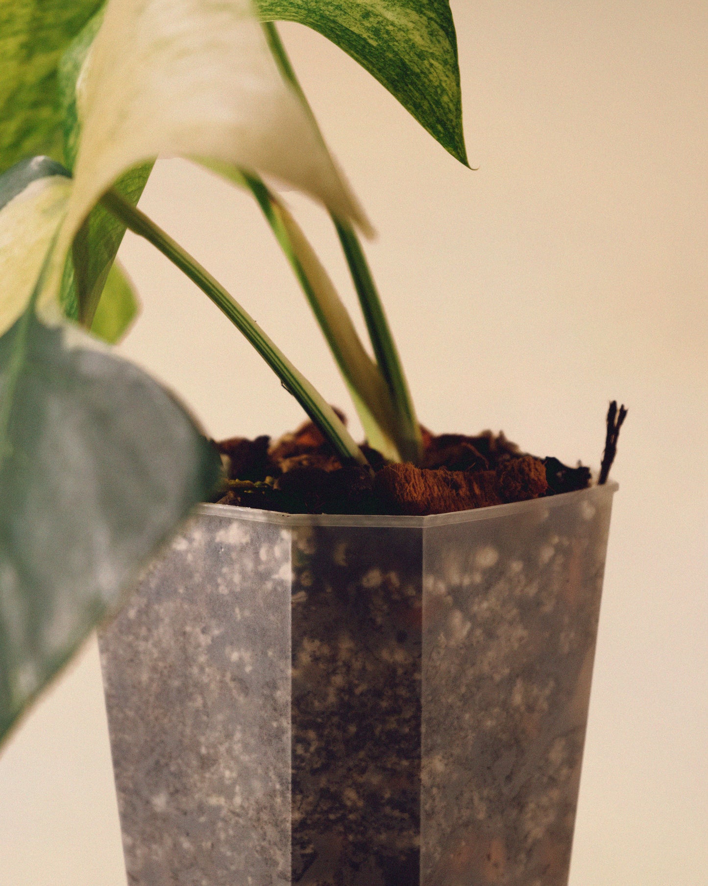 MONSTERA JUNGLE MINT INTERMEDIATE FORM