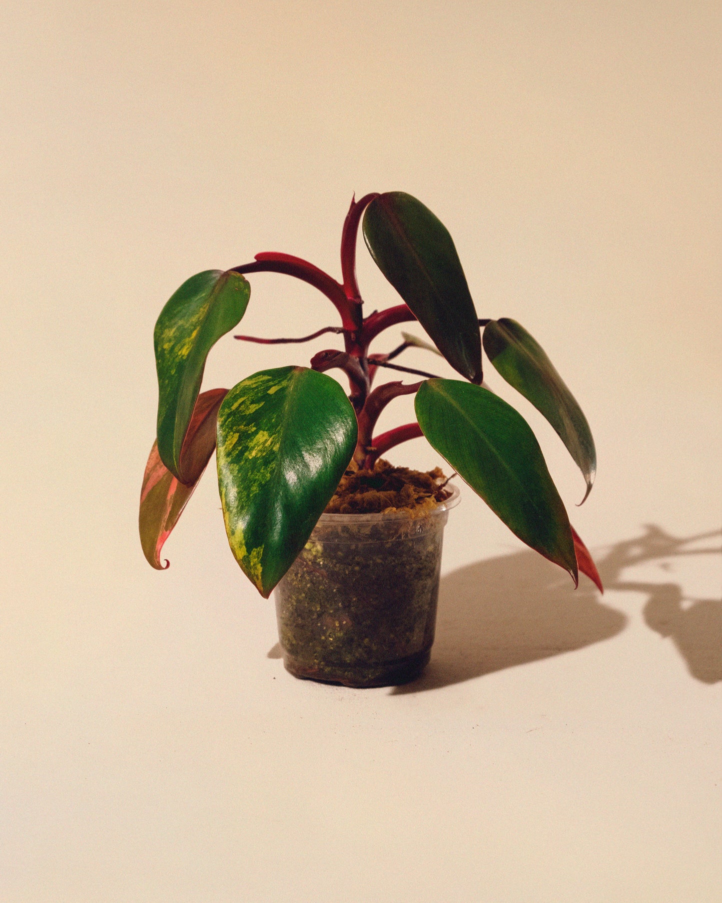 PHILODENDRON STRAWBERRY SHAKE BABY 02