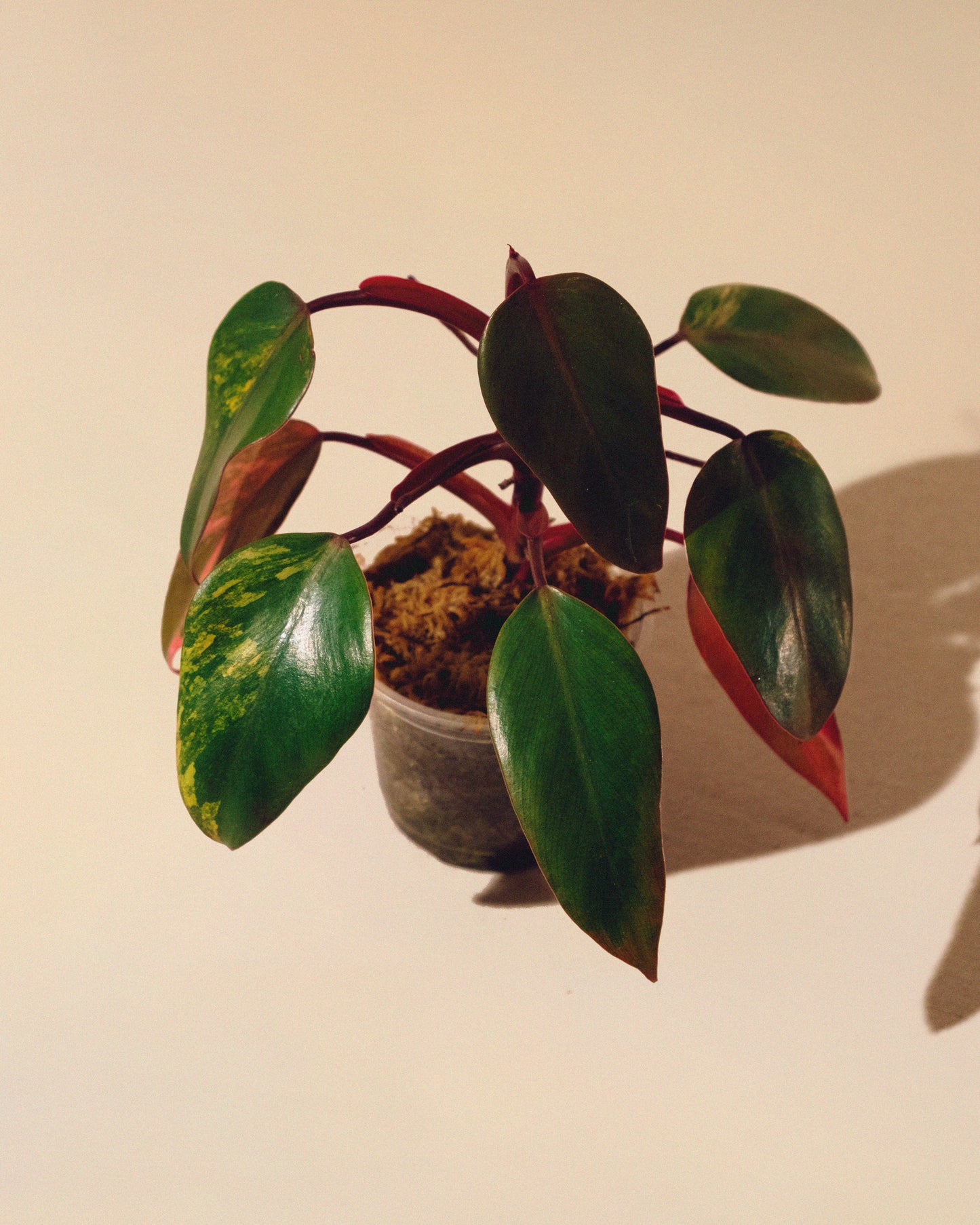 PHILODENDRON STRAWBERRY SHAKE BABY 02