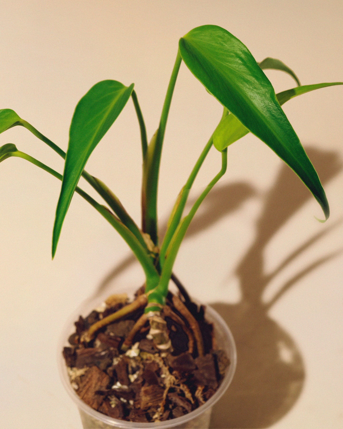 MONSTERA BURLE MARX FLAME M 02