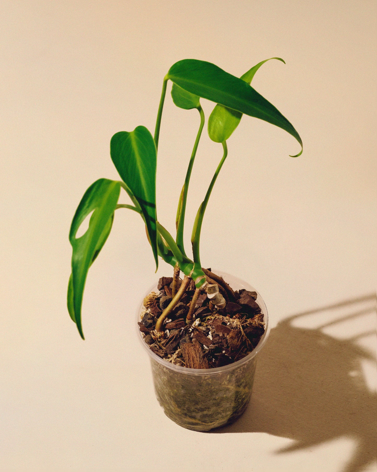 MONSTERA BURLE MARX FLAME M 02