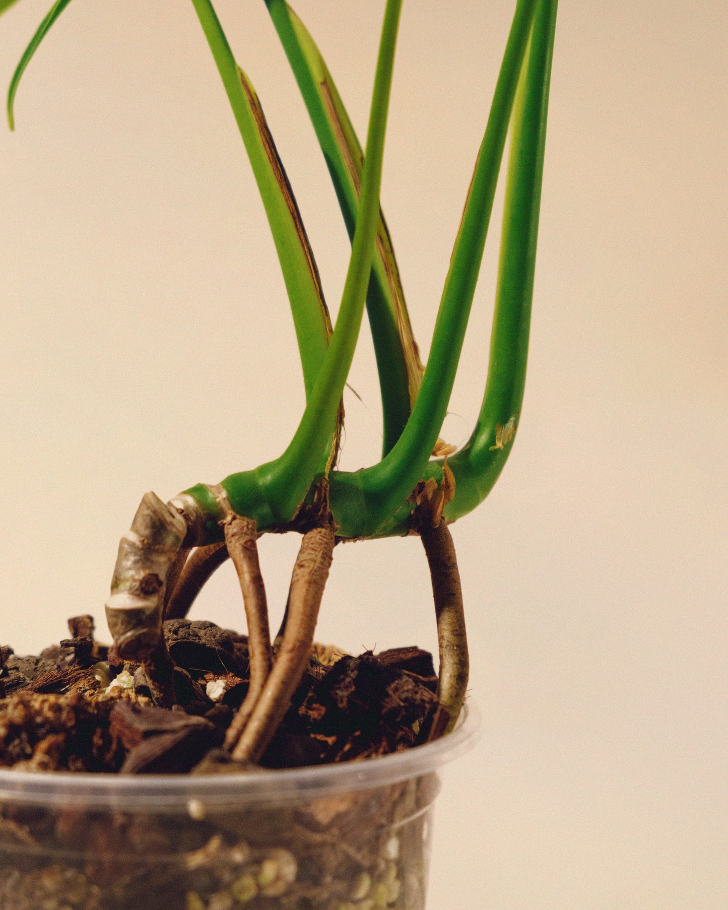 MONSTERA BURLE MARX FLAME M 02