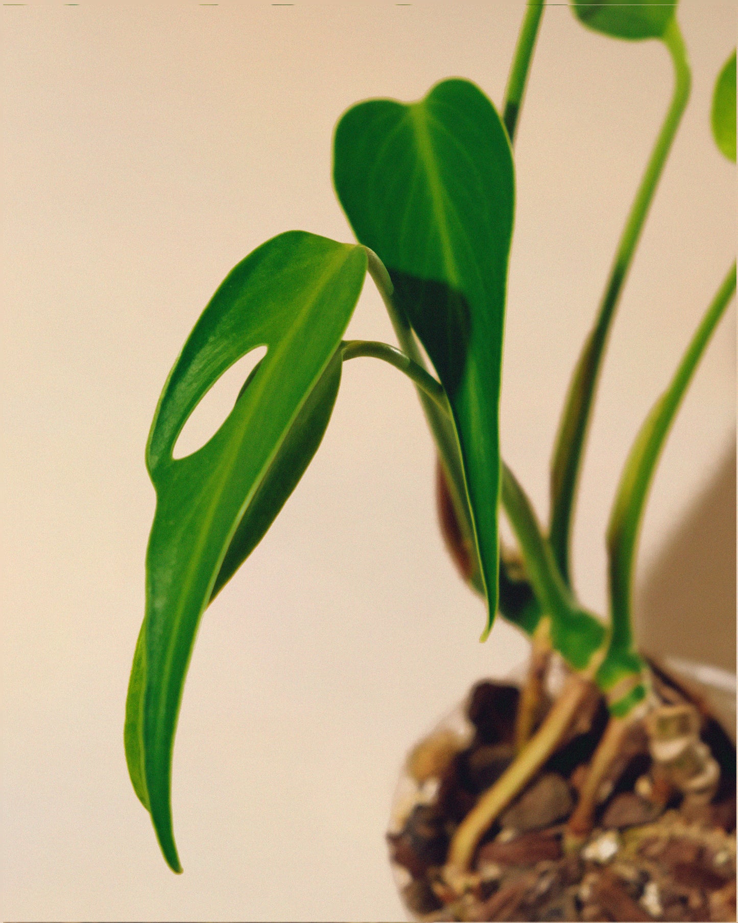 MONSTERA BURLE MARX FLAME M 02