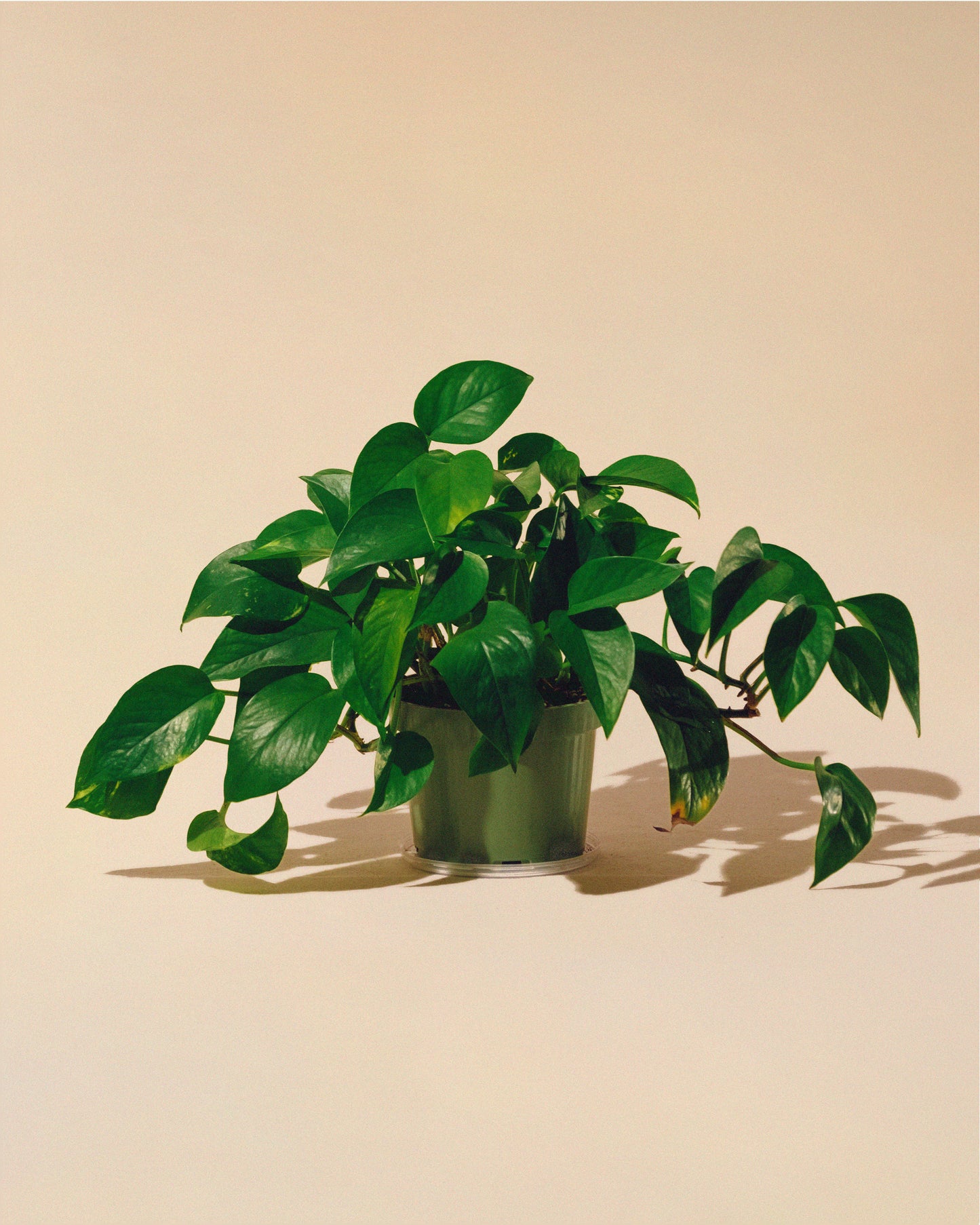GOLDEN POTHOS