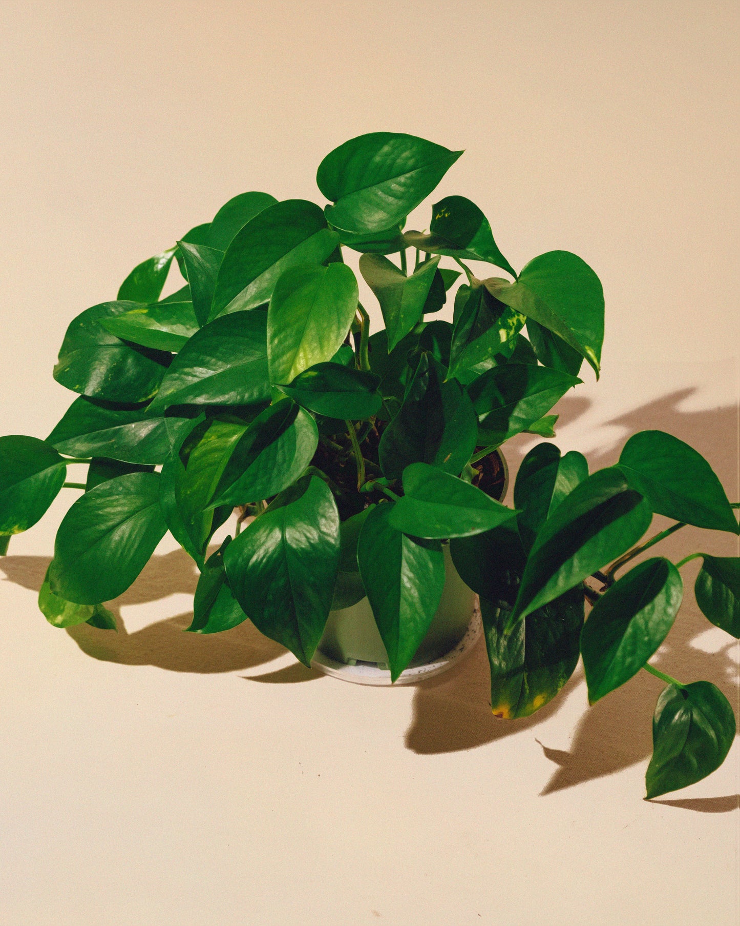 GOLDEN POTHOS