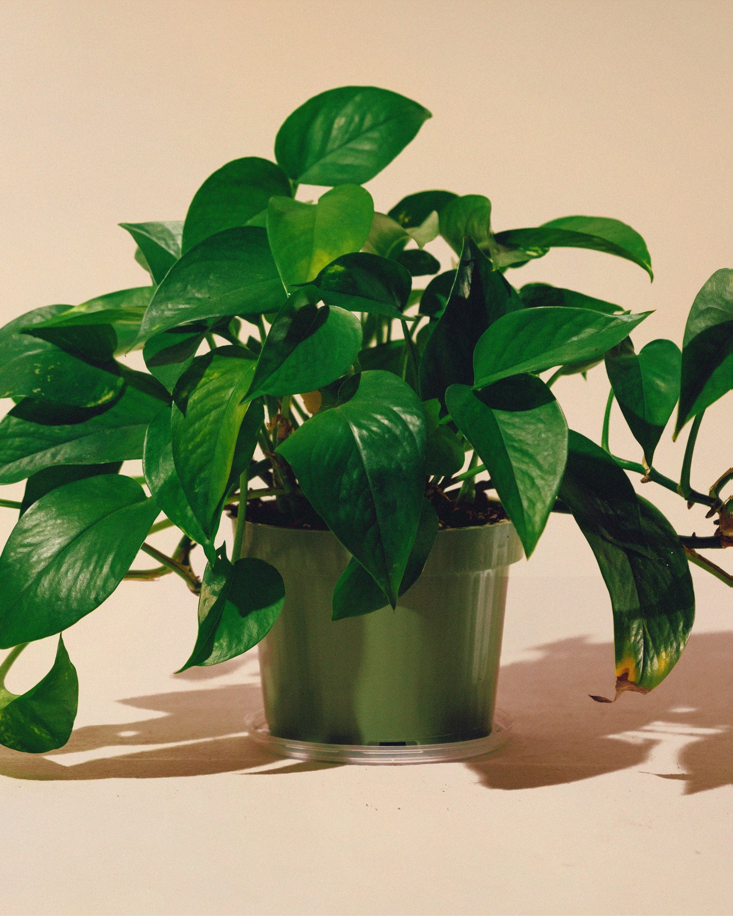 GOLDEN POTHOS